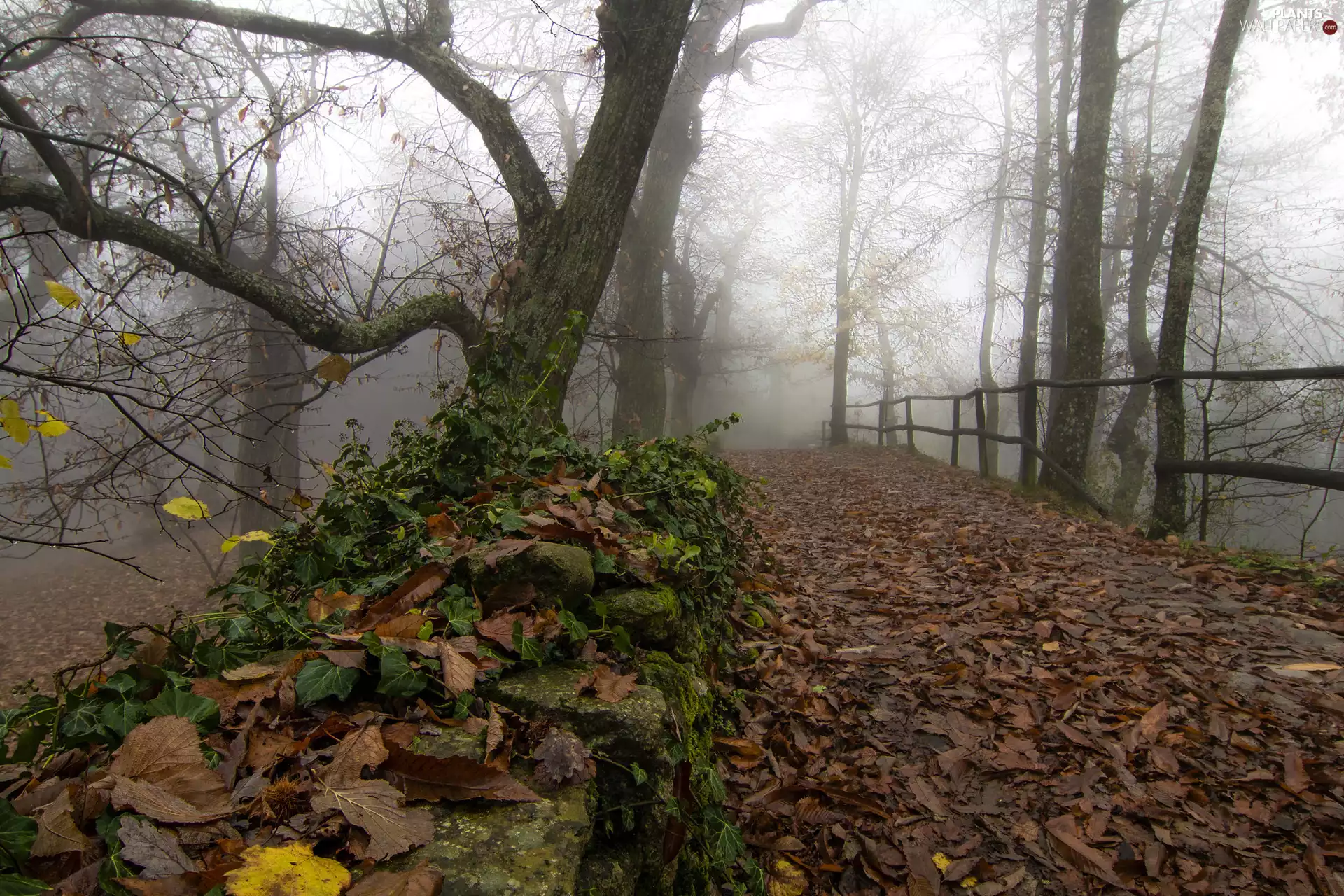 viewes, Way, Leaf, trees, autumn, fence, Fog
