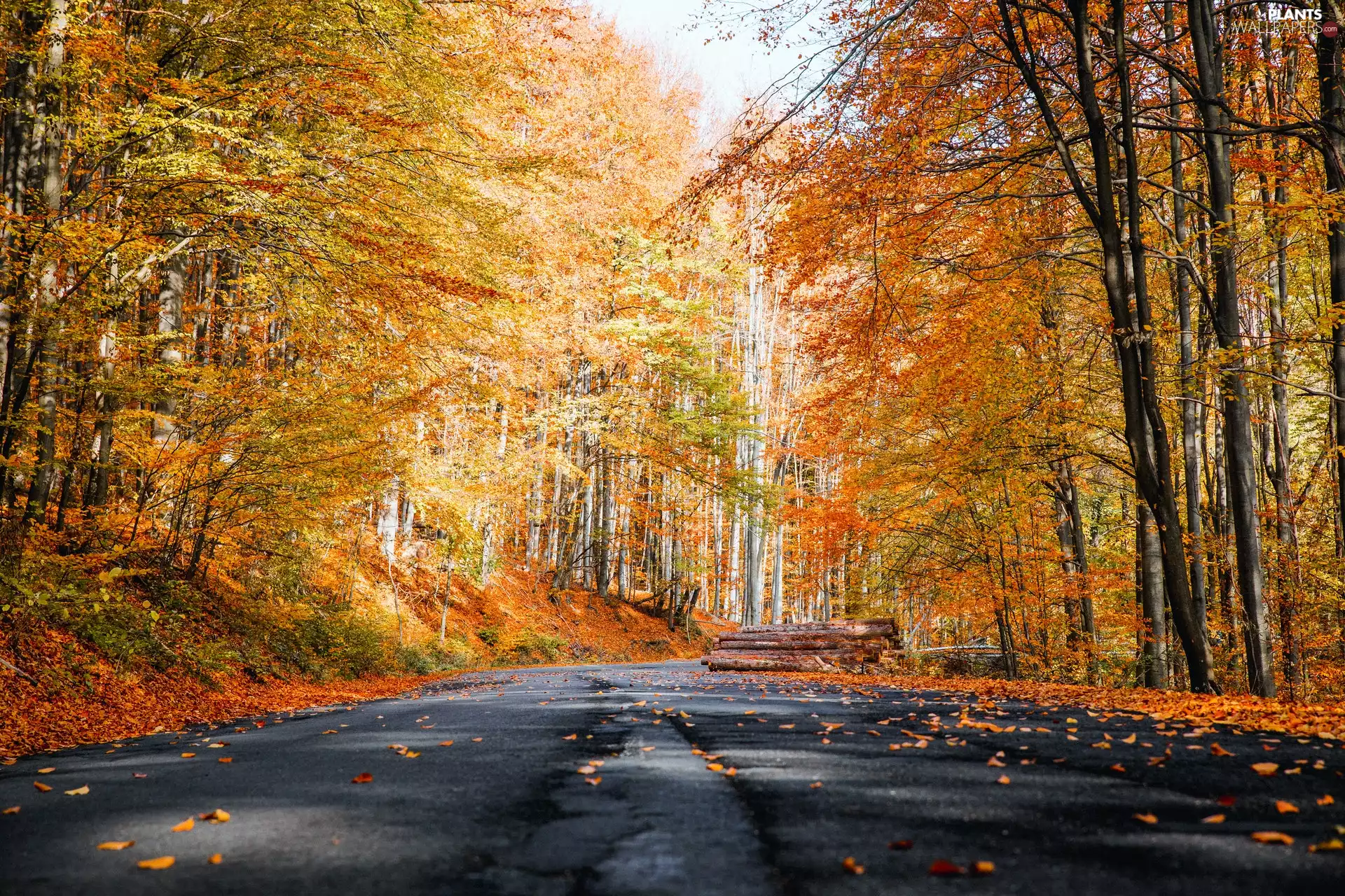 viewes, Way, Leaf, trees, autumn, Yellow, Logs