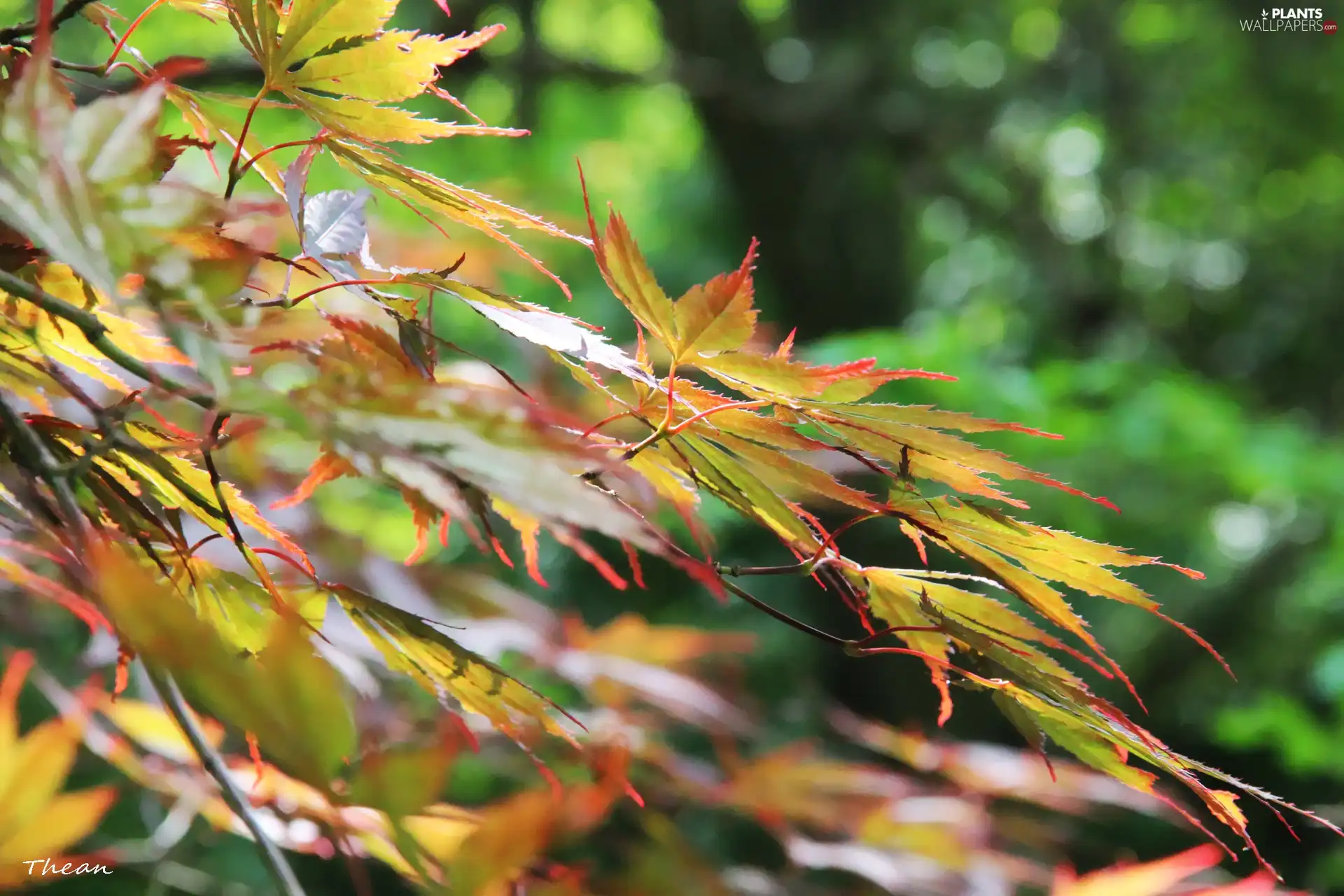 Leaf, trees