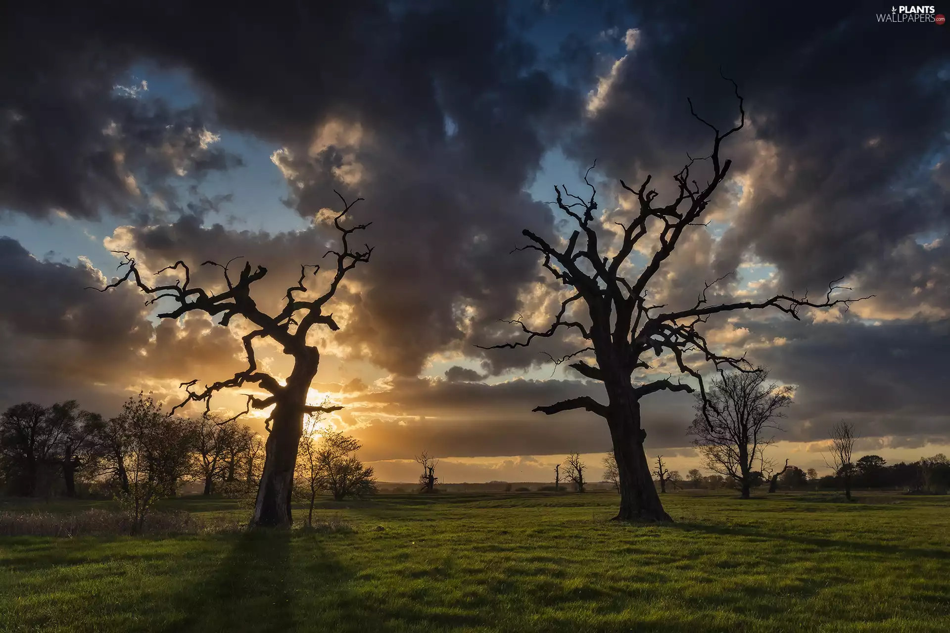 Great Sunsets, clouds, trees, viewes, leafless