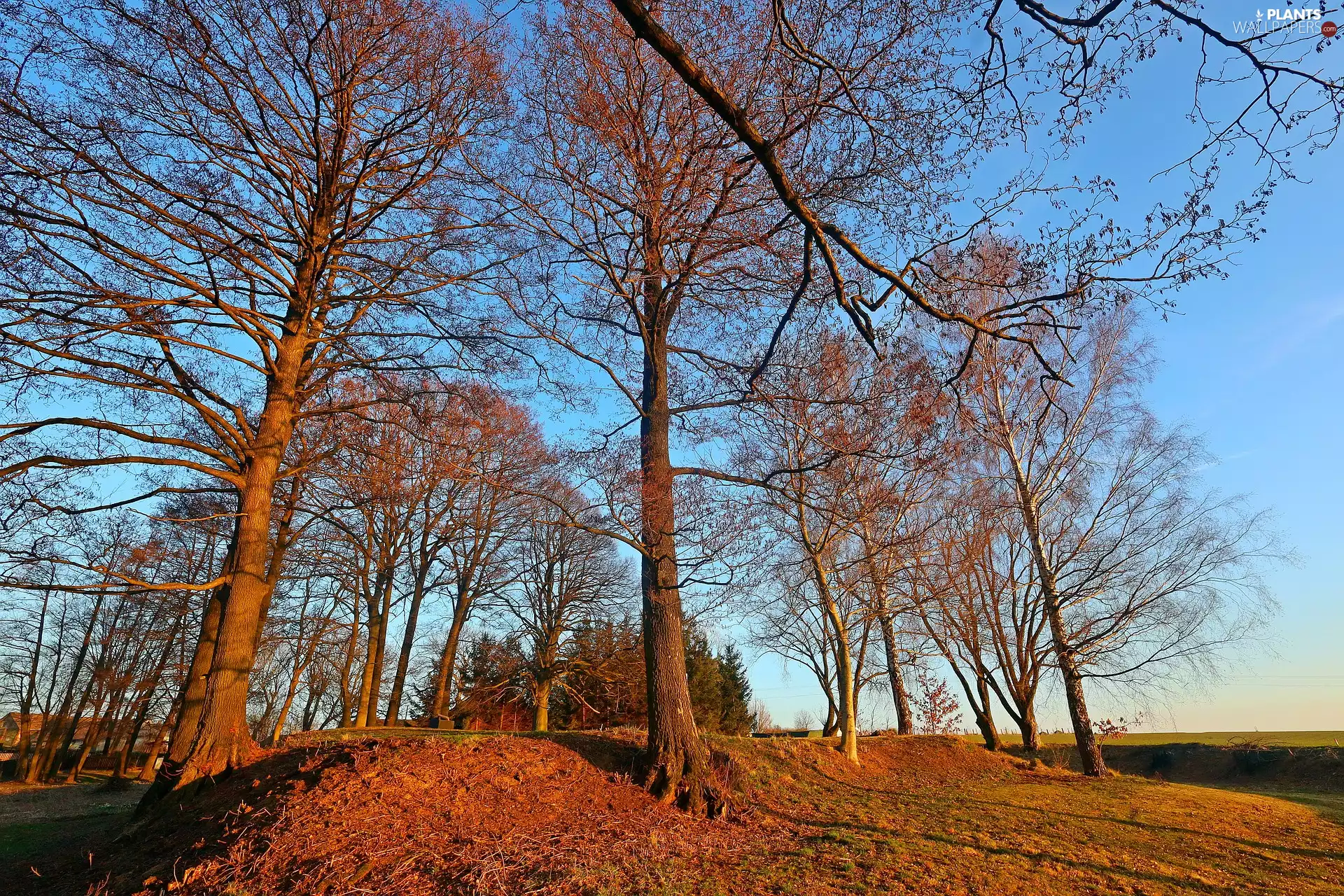 leafless, viewes, Hill, trees