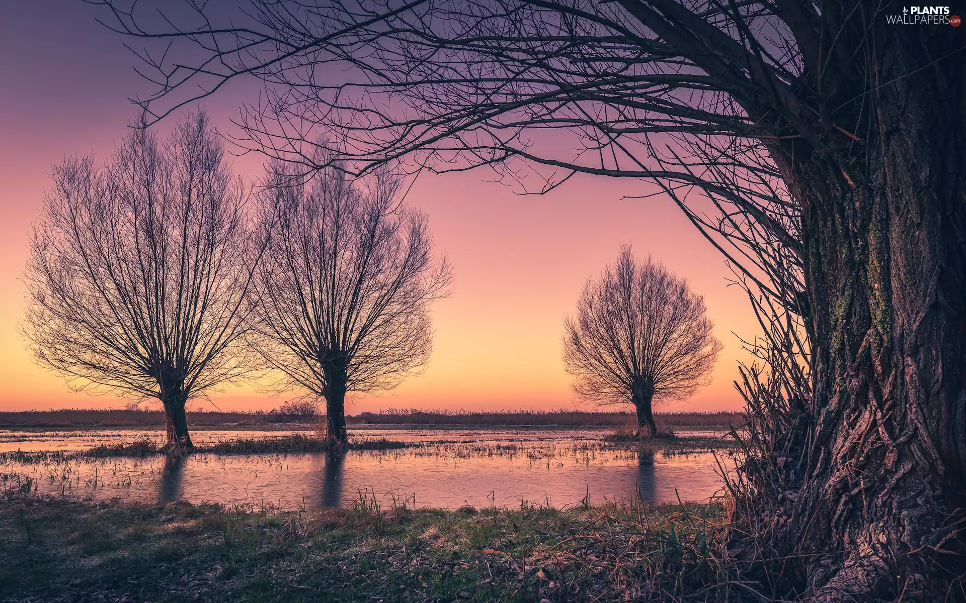 leafless, viewes, pool, trees
