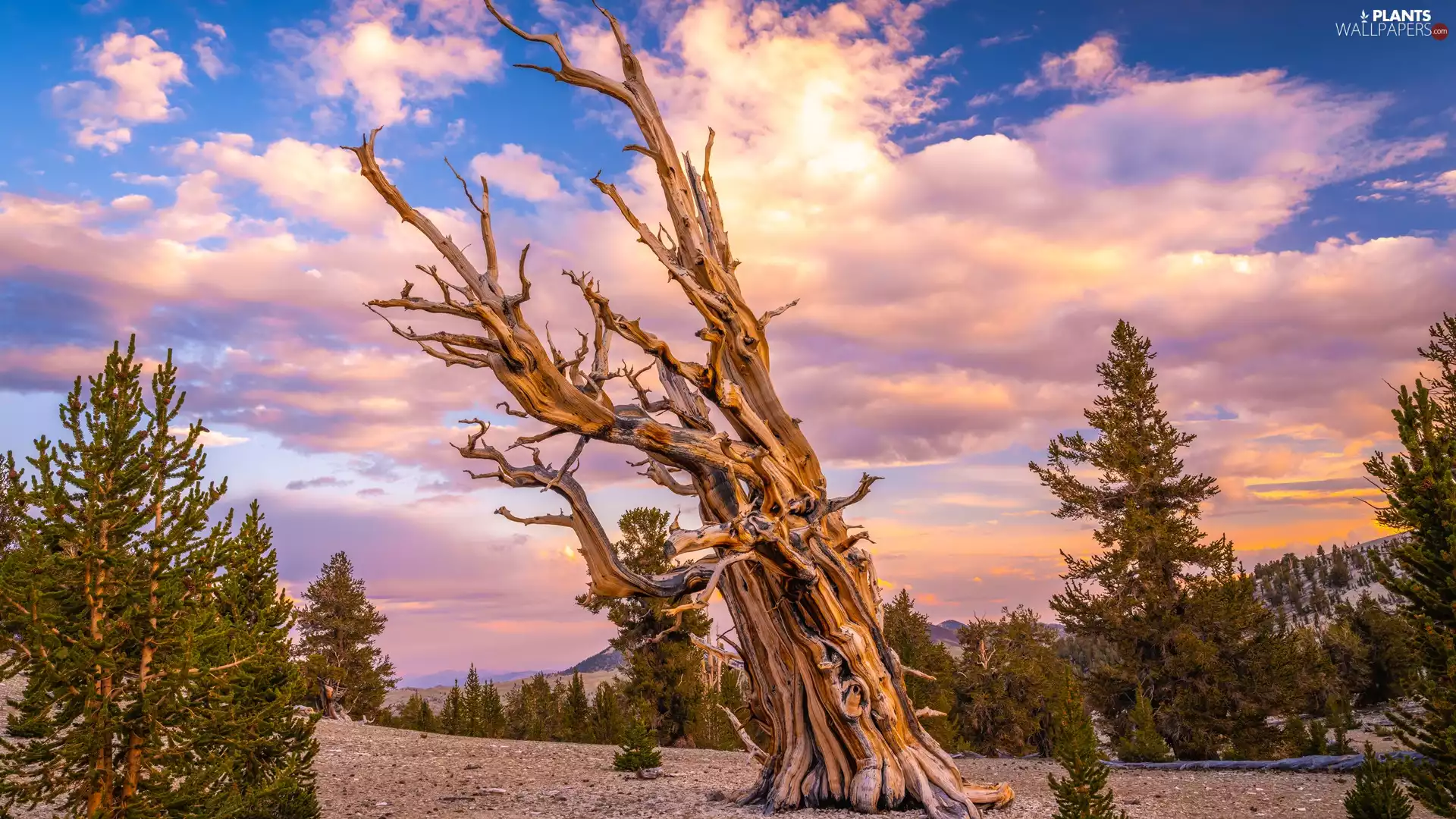 leafless, clouds, Sunrise, trees