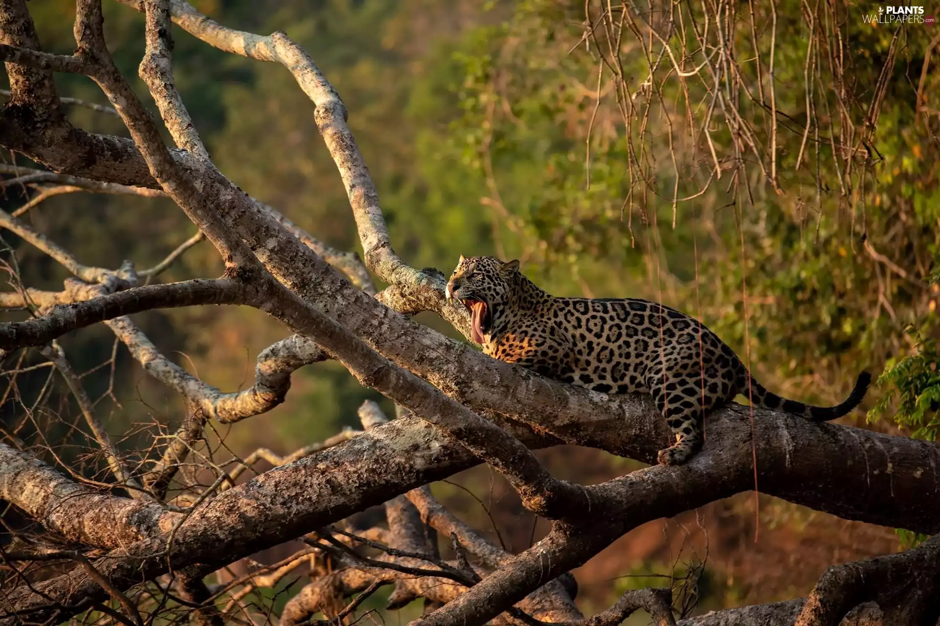 Leopards, dry, branches, trees