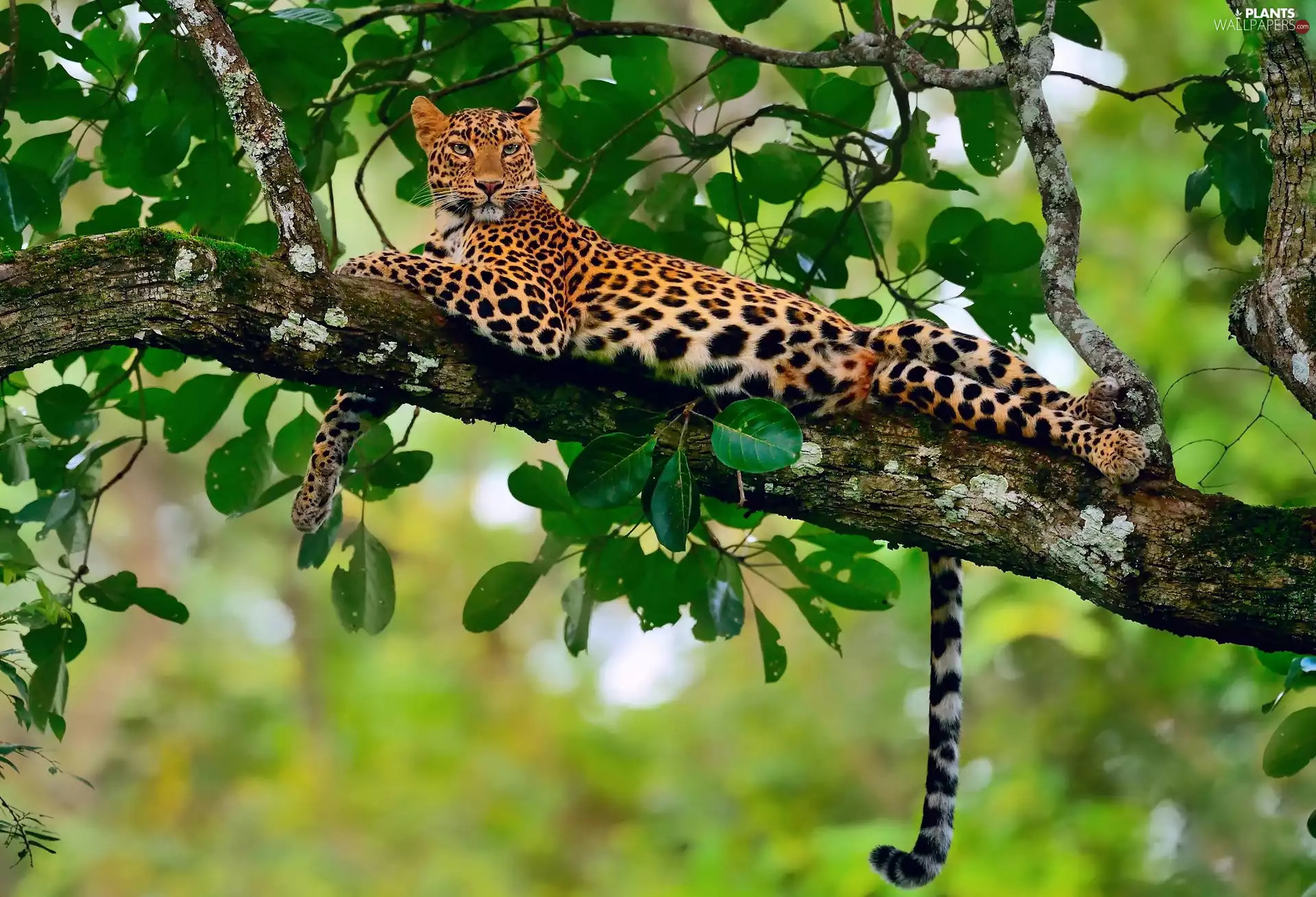 trees, young, Leopards