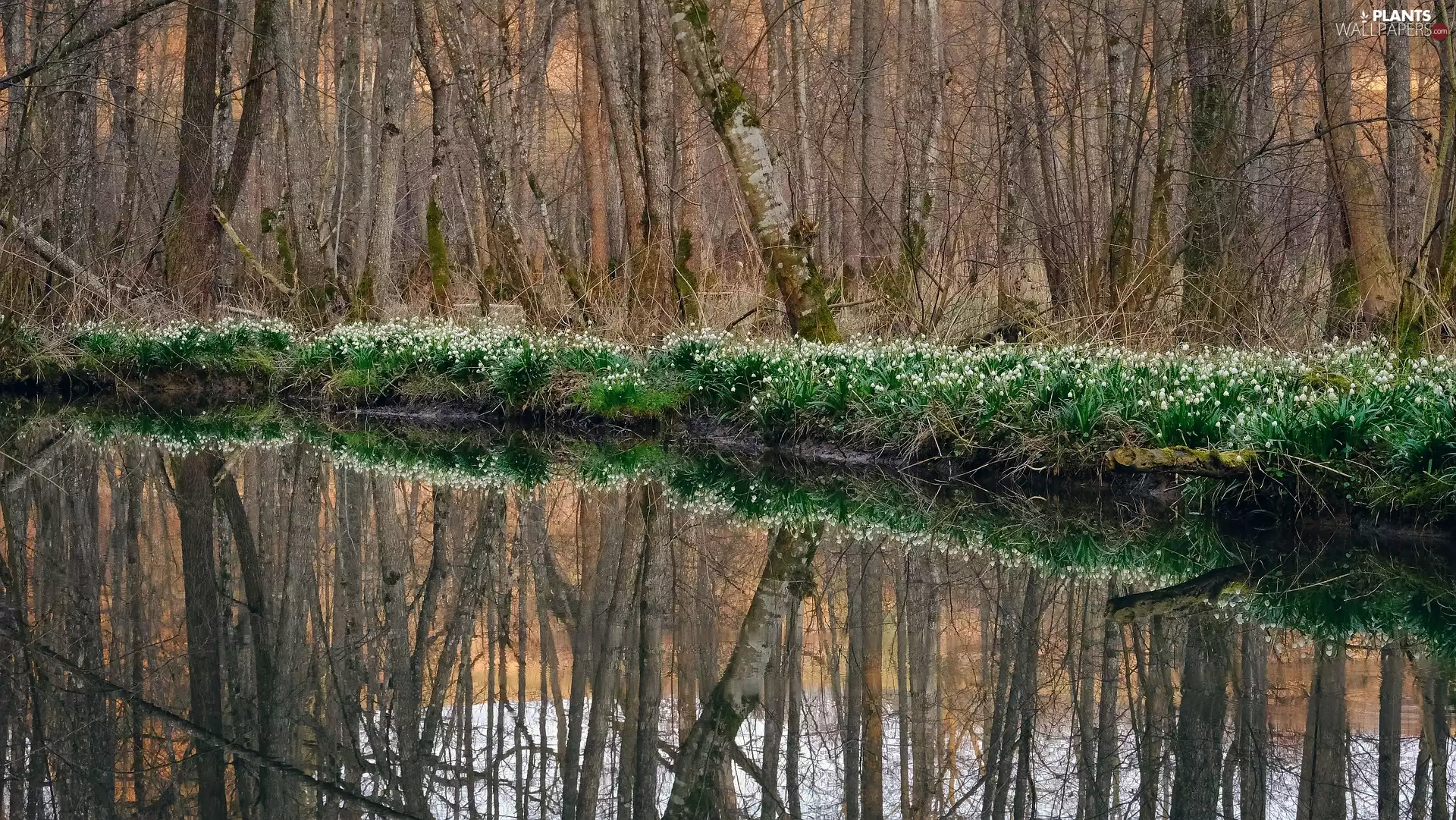 viewes, forest, Leucojum, trees, Spring, Flowers, River