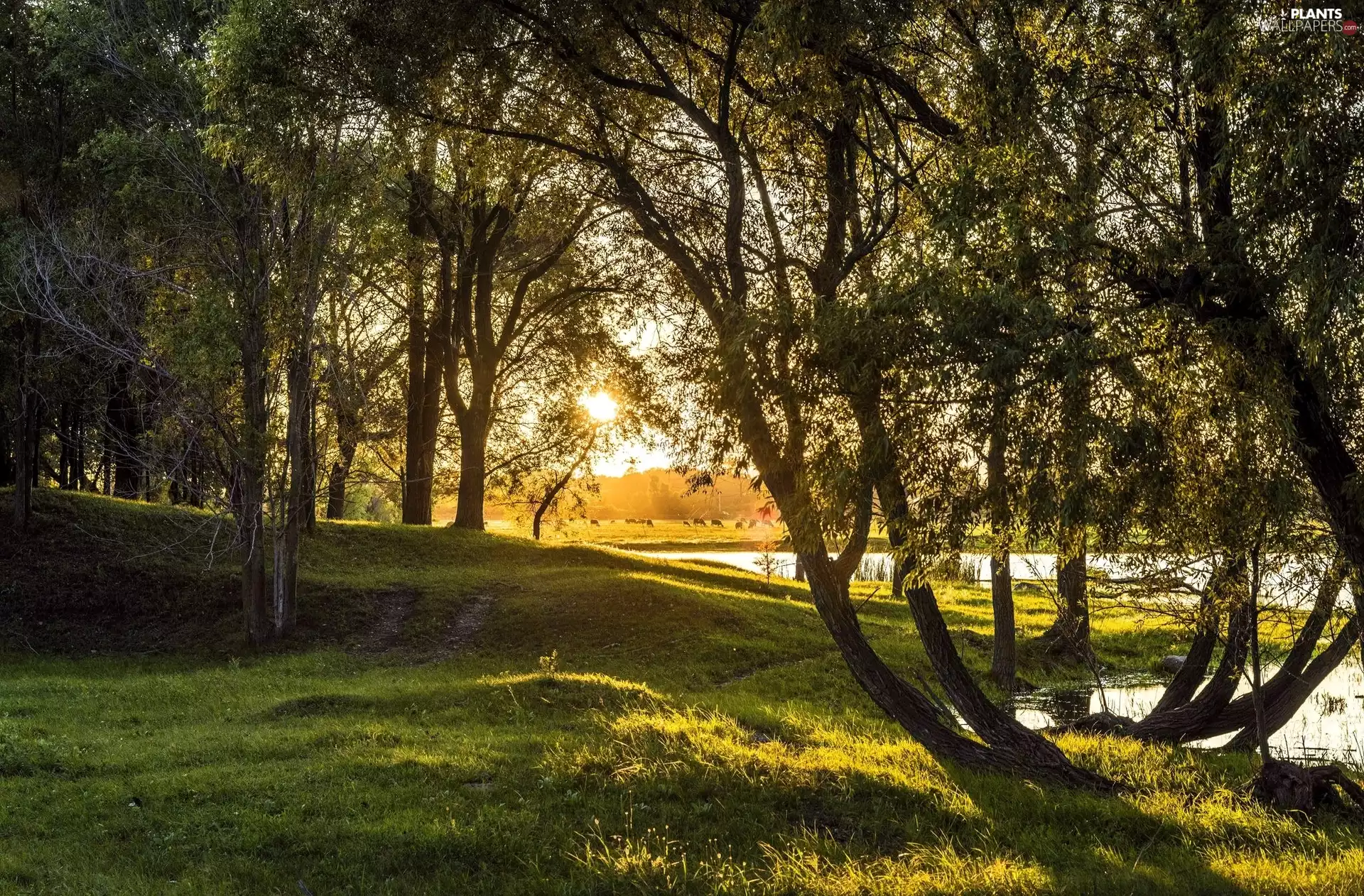 trees, Meadow, viewes, lake, flash, luminosity, ligh, sun, Przebijające