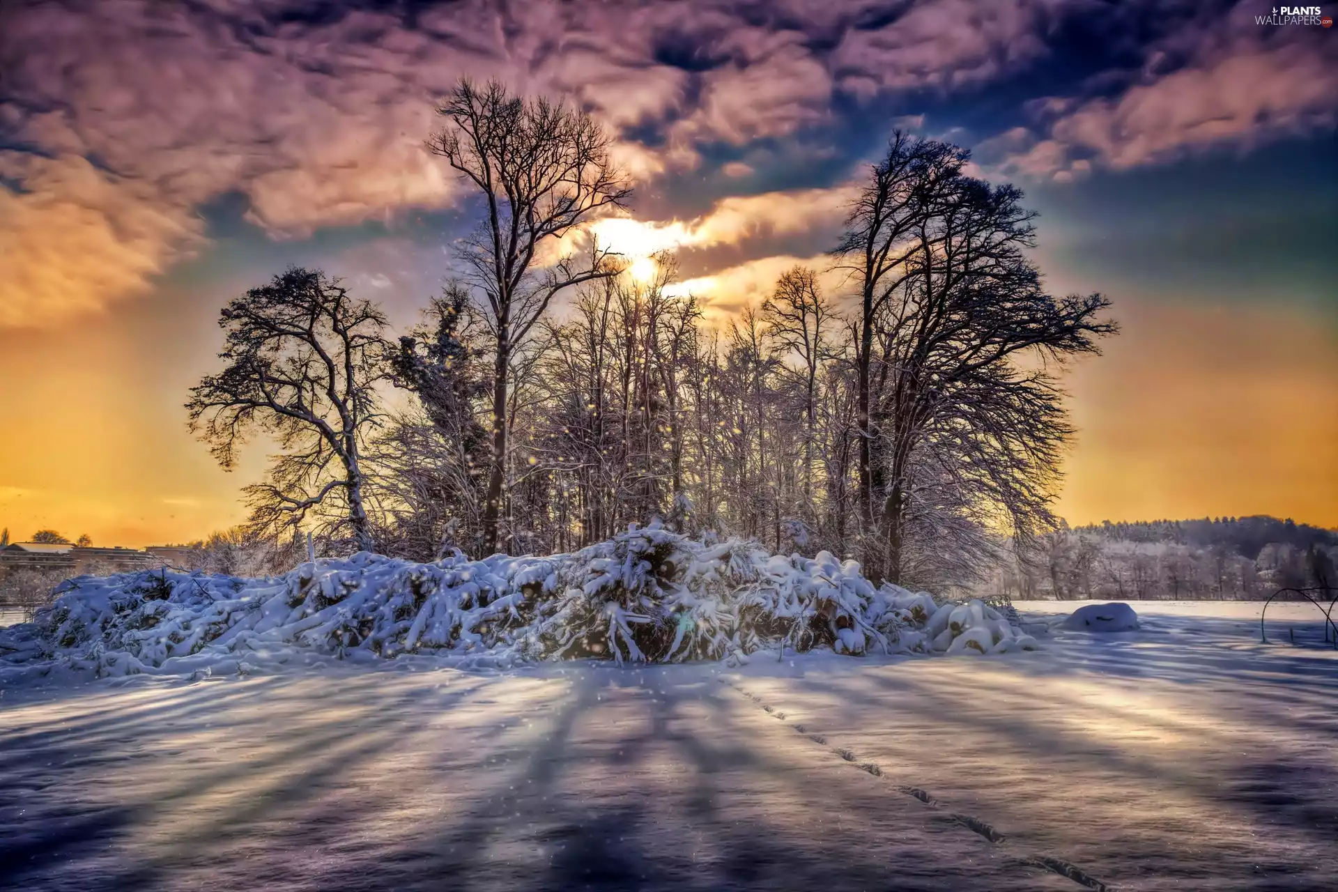 trees, winter, viewes, clouds, flash, luminosity, ligh, sun, Przebijające