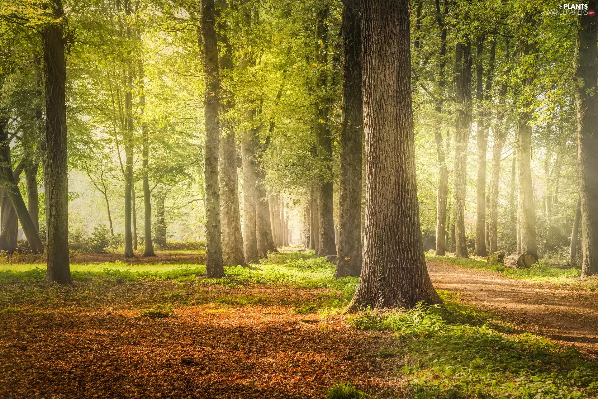 viewes, Path, light breaking through sky, green ones, viewes, trees, forest, trees