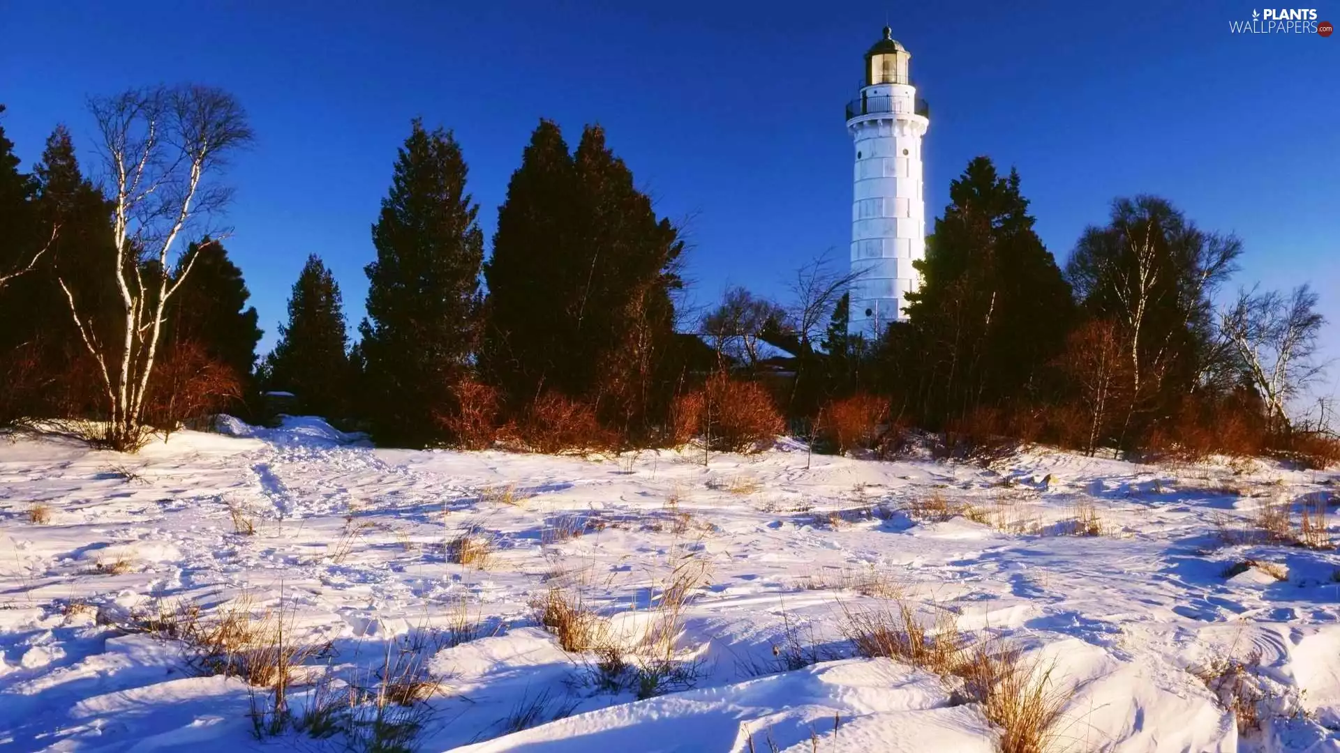 Lighthouses, viewes, winter, trees
