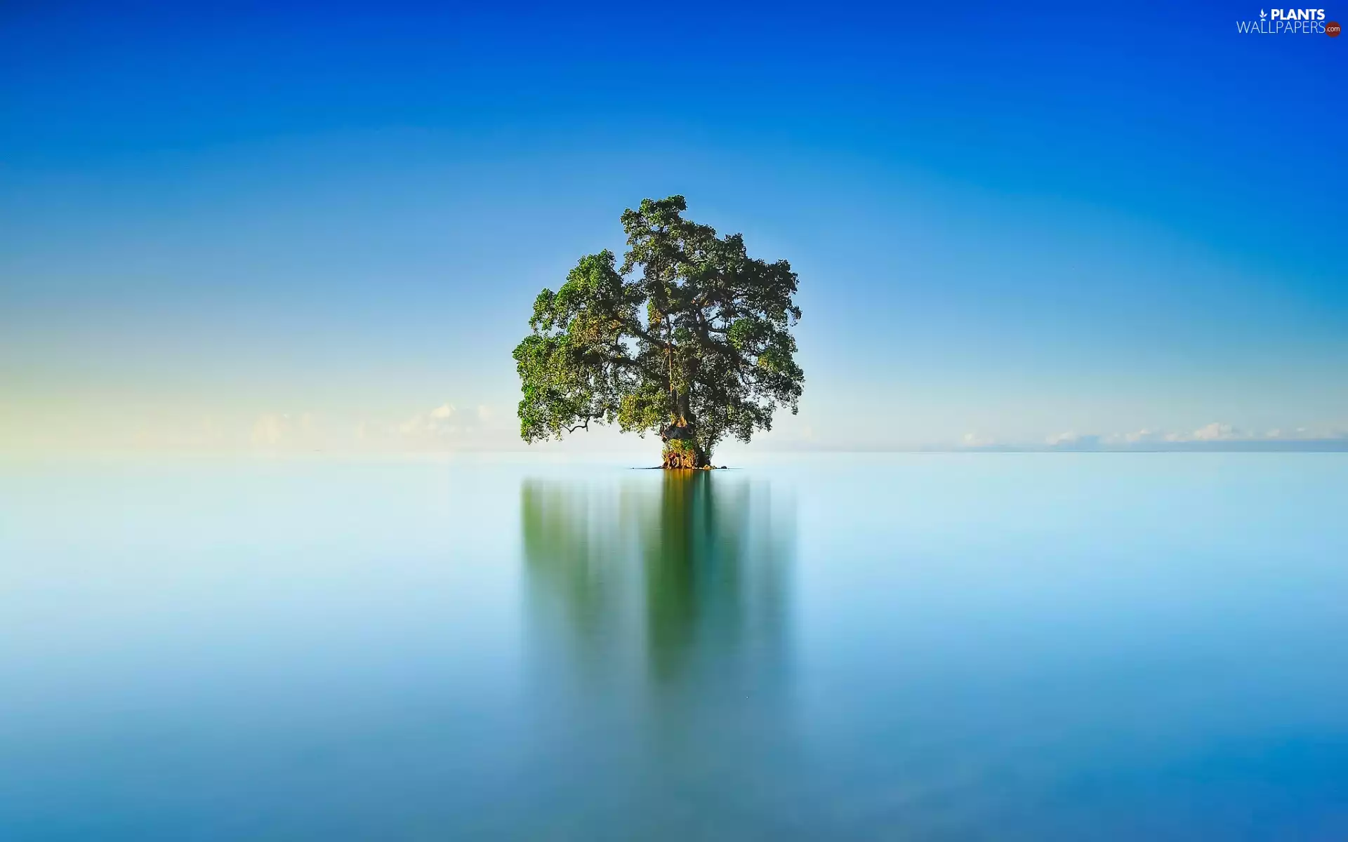 trees, lake, lonely
