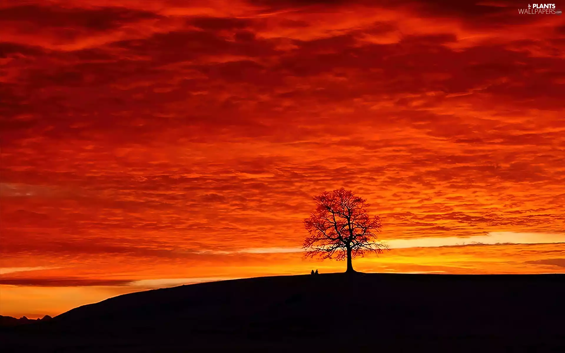 lonely, Orange, Sky, trees