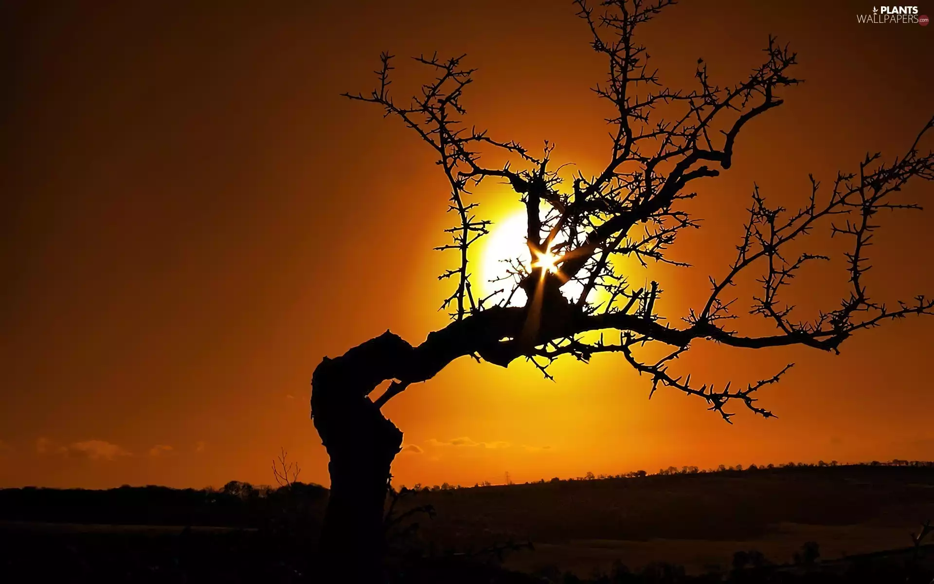 lonely, west, sun, trees