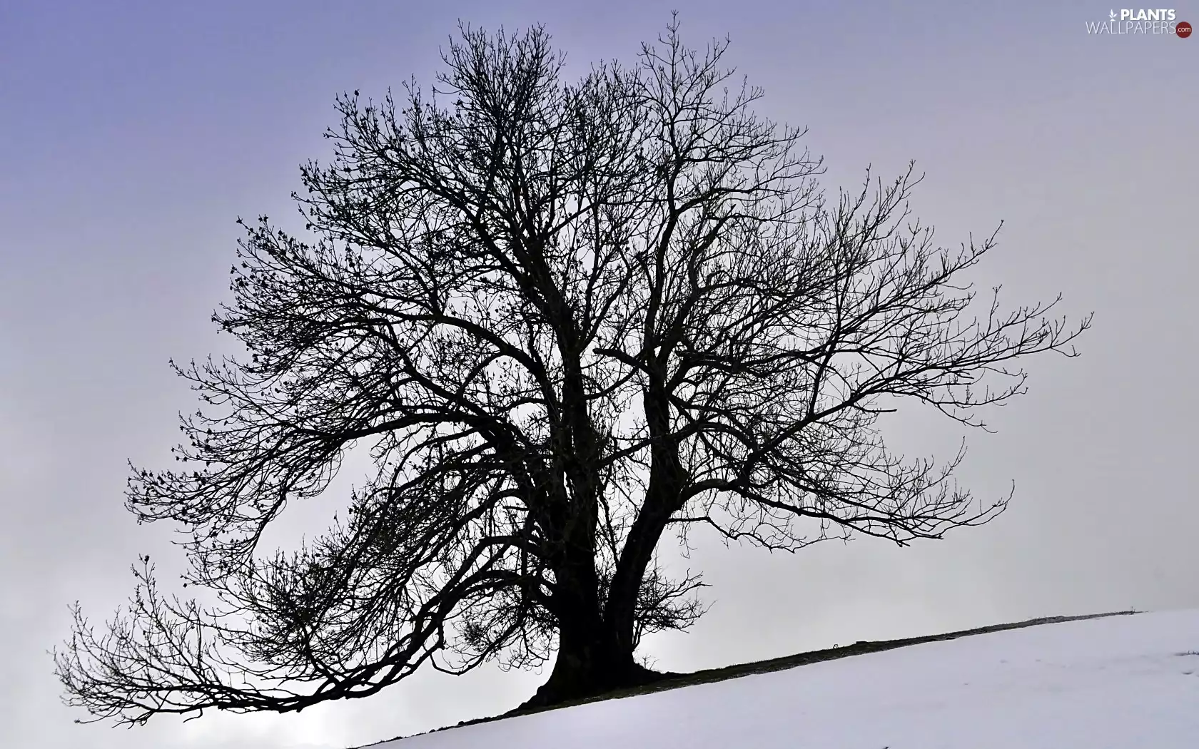 trees, winter, lonely