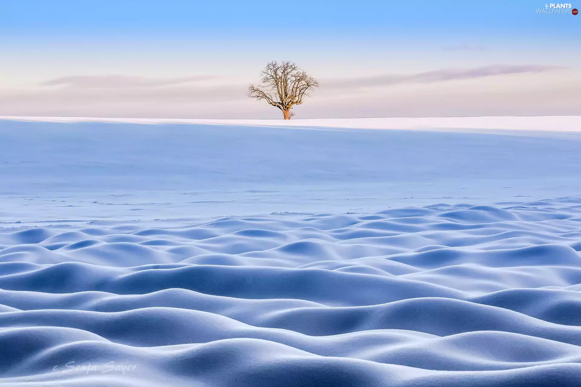 trees, winter, lonely