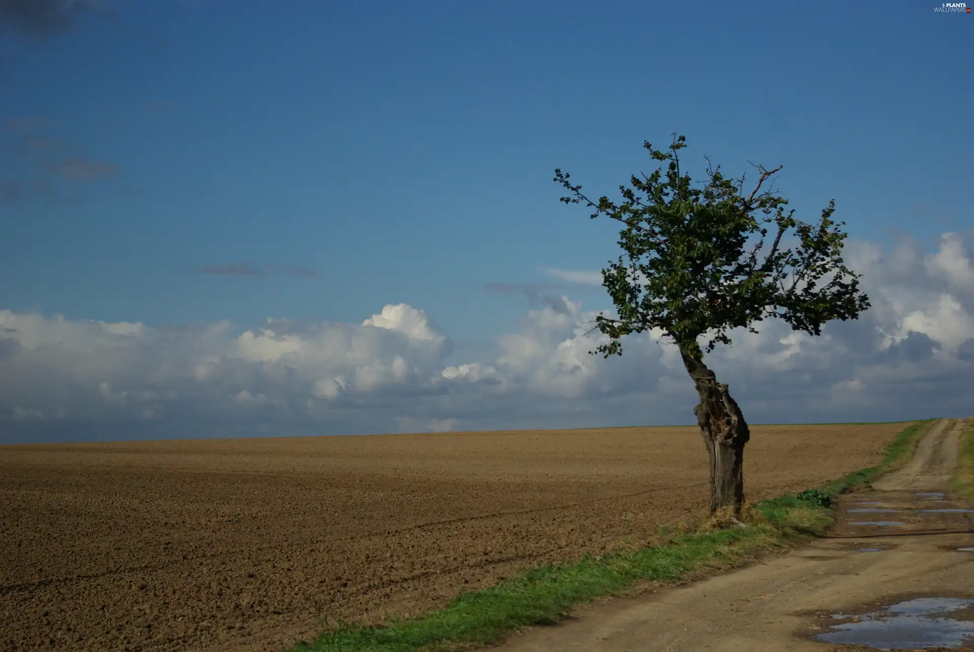 lonely, trees