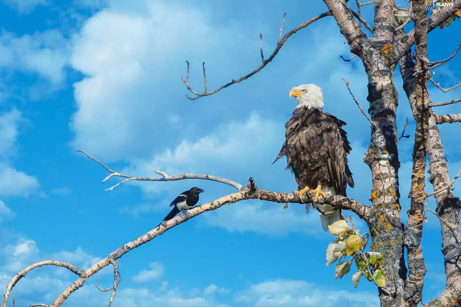 American Bald Eagle, trees, Sky, magpie