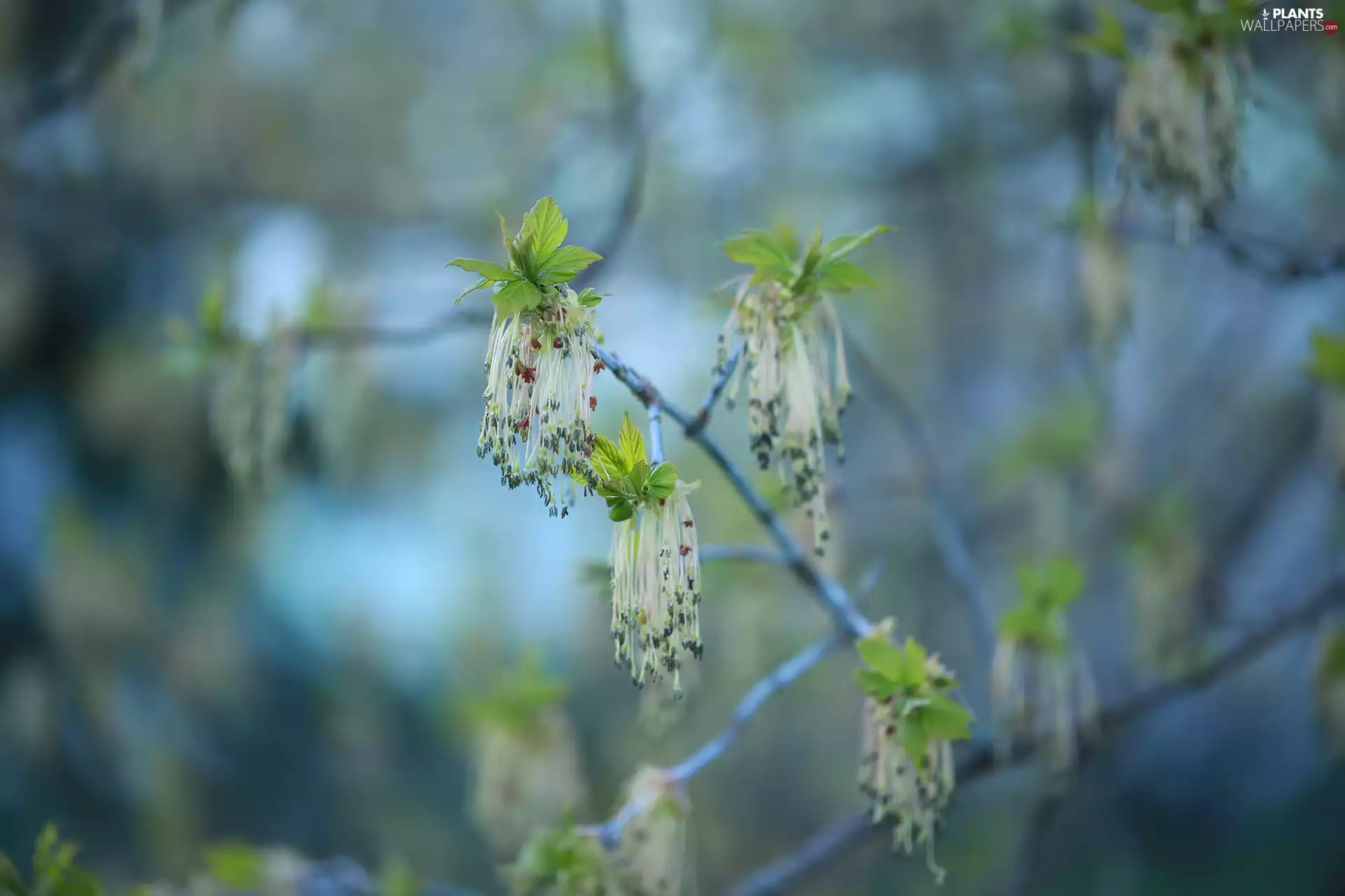 blooming, trees, Manitoba Maple, Leaf