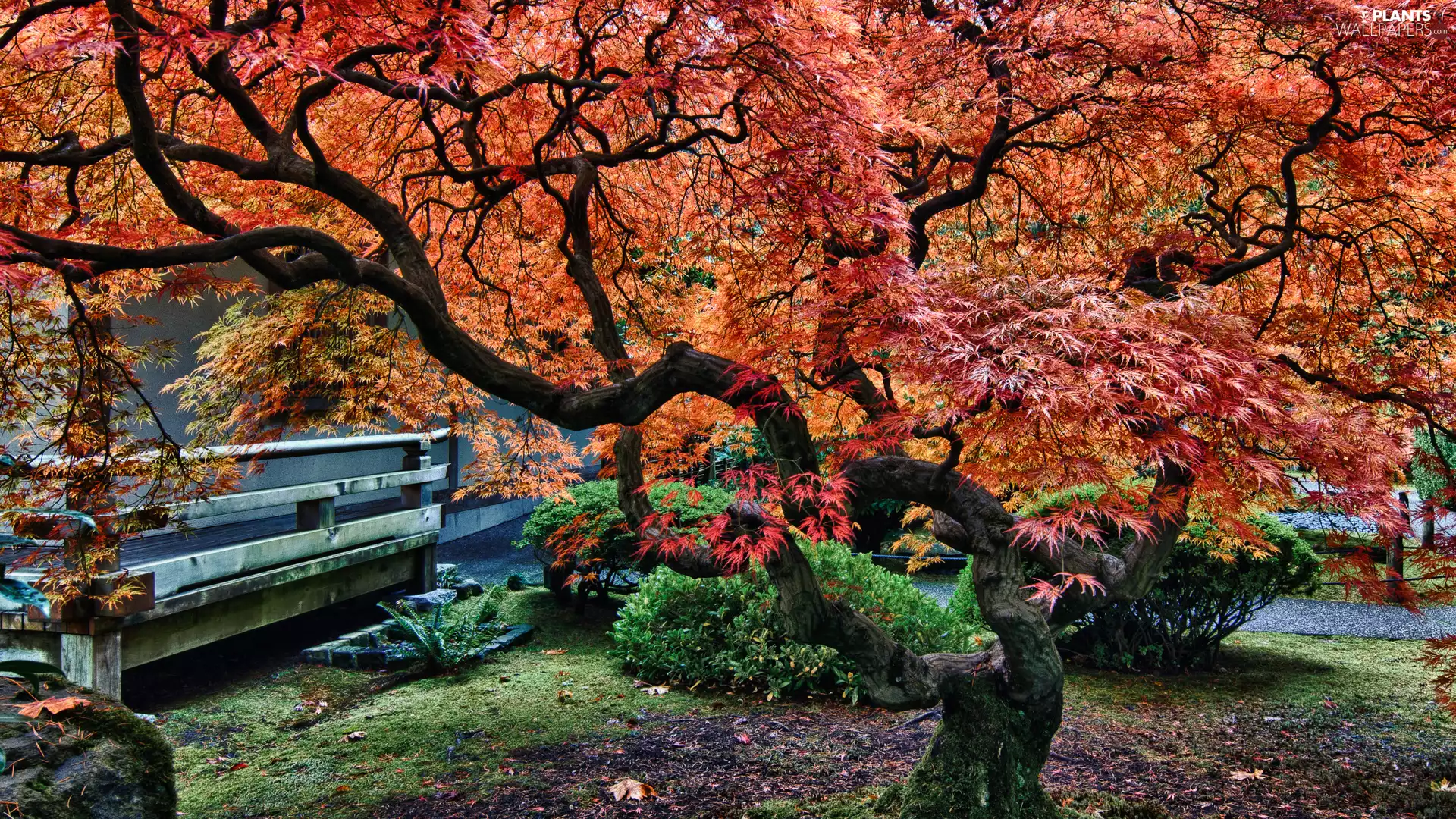 Maple Palm, autumn, trees