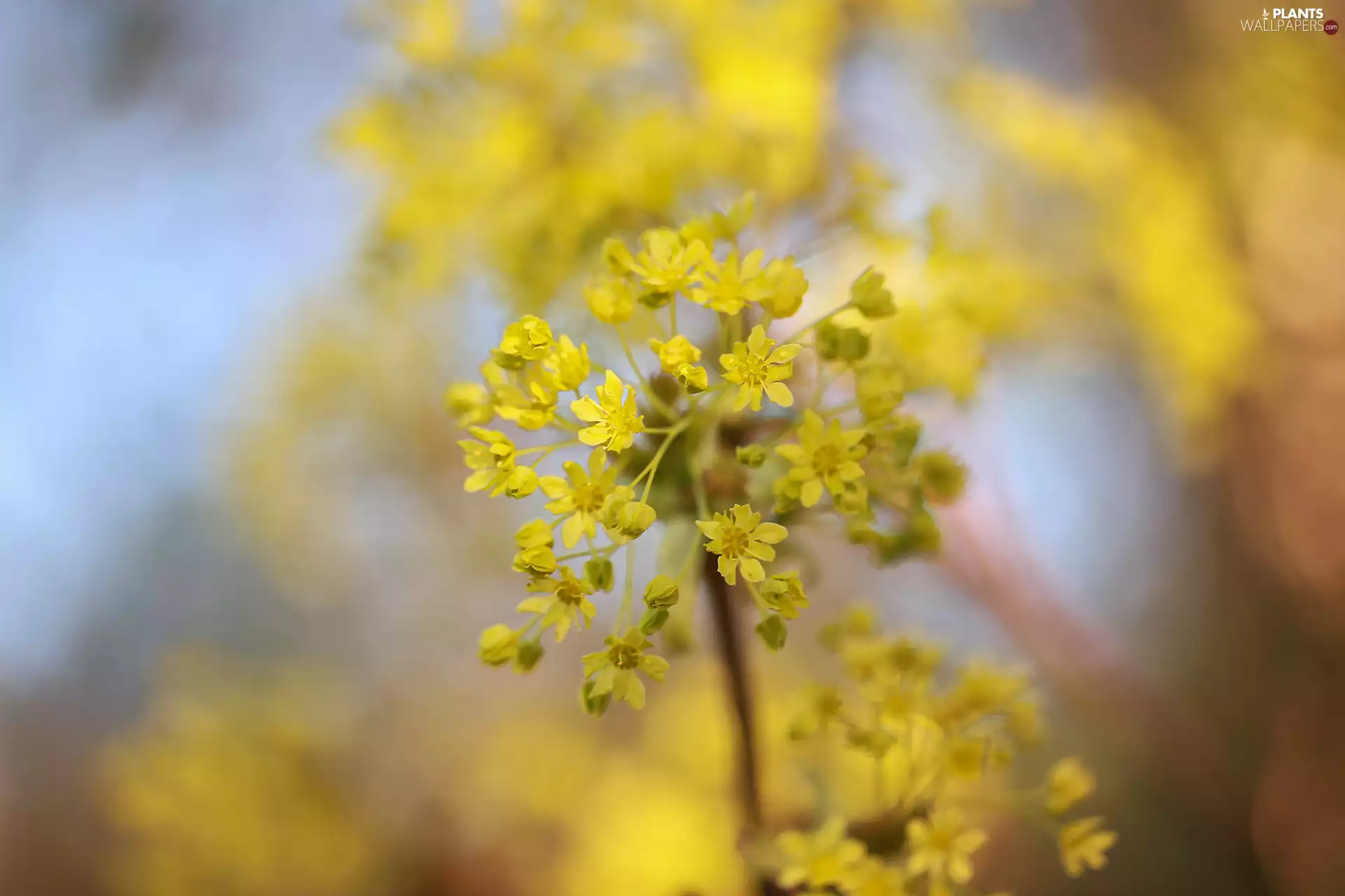 trees, flower, maple