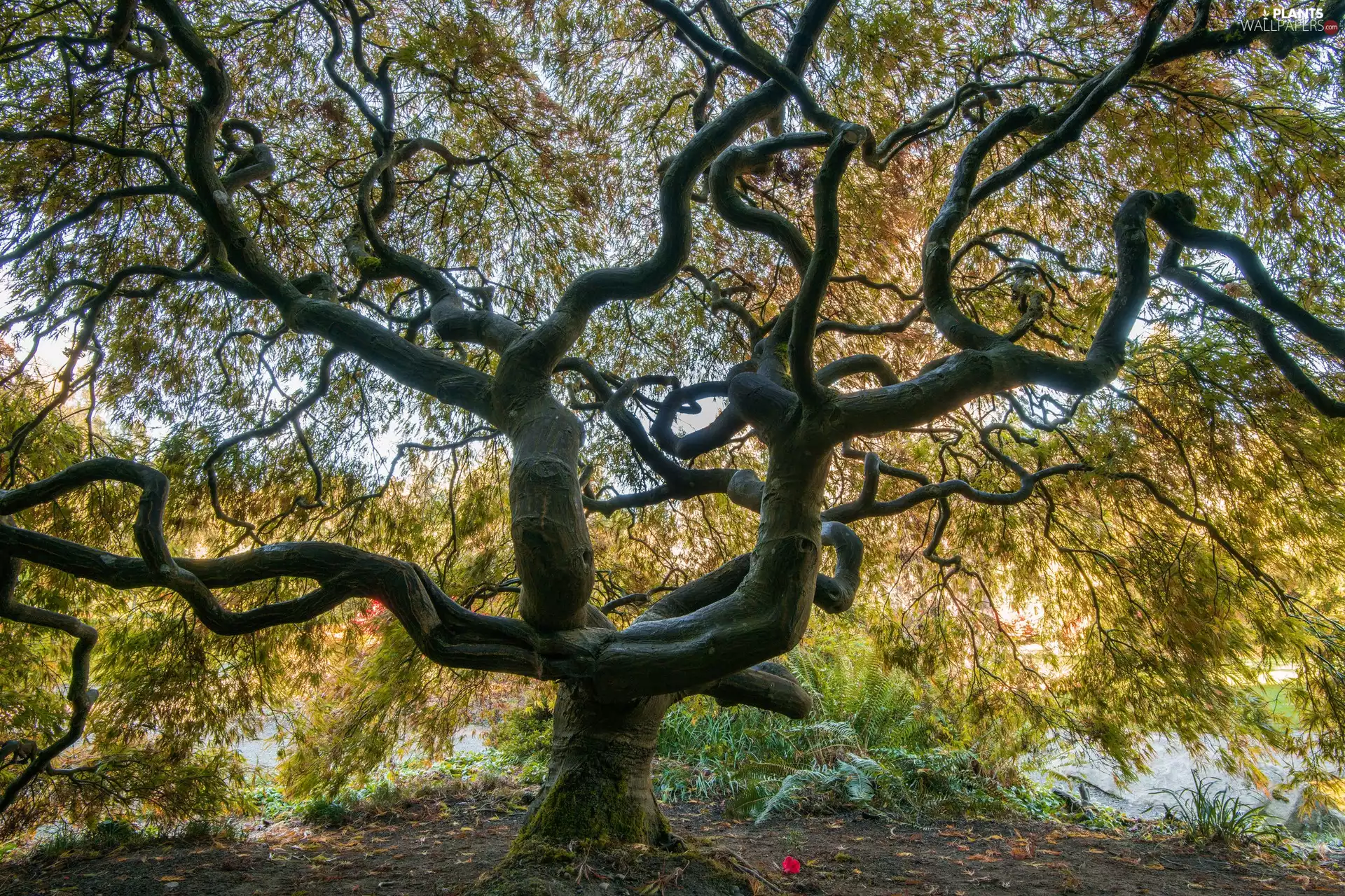 trees, Japanese Maple
