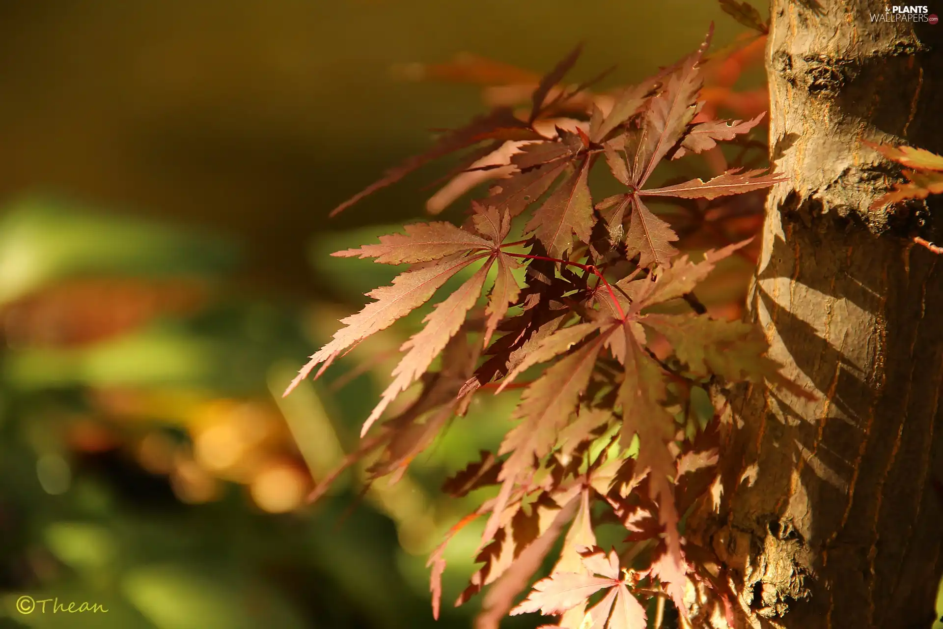 Leaf, Maple Palm, trees