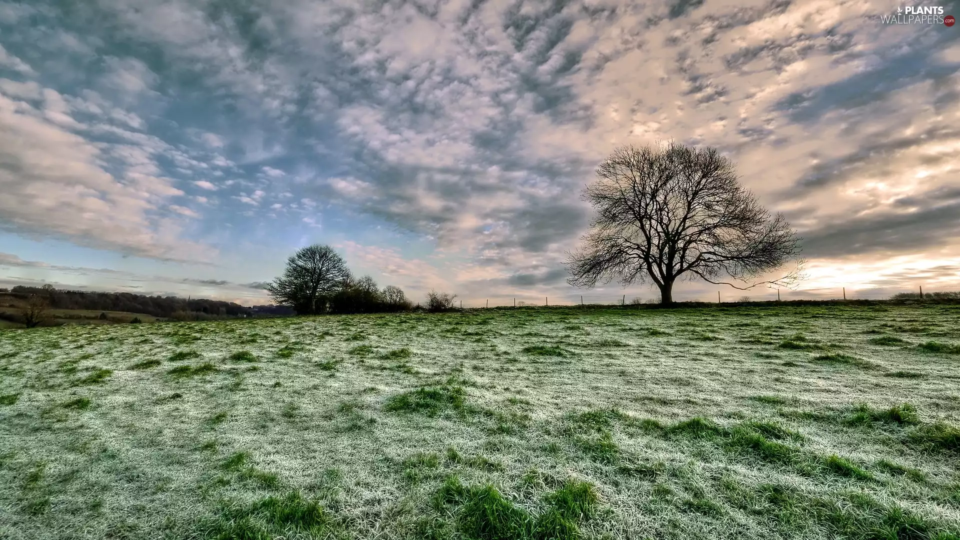 White frost, autumn, trees, viewes, Meadow