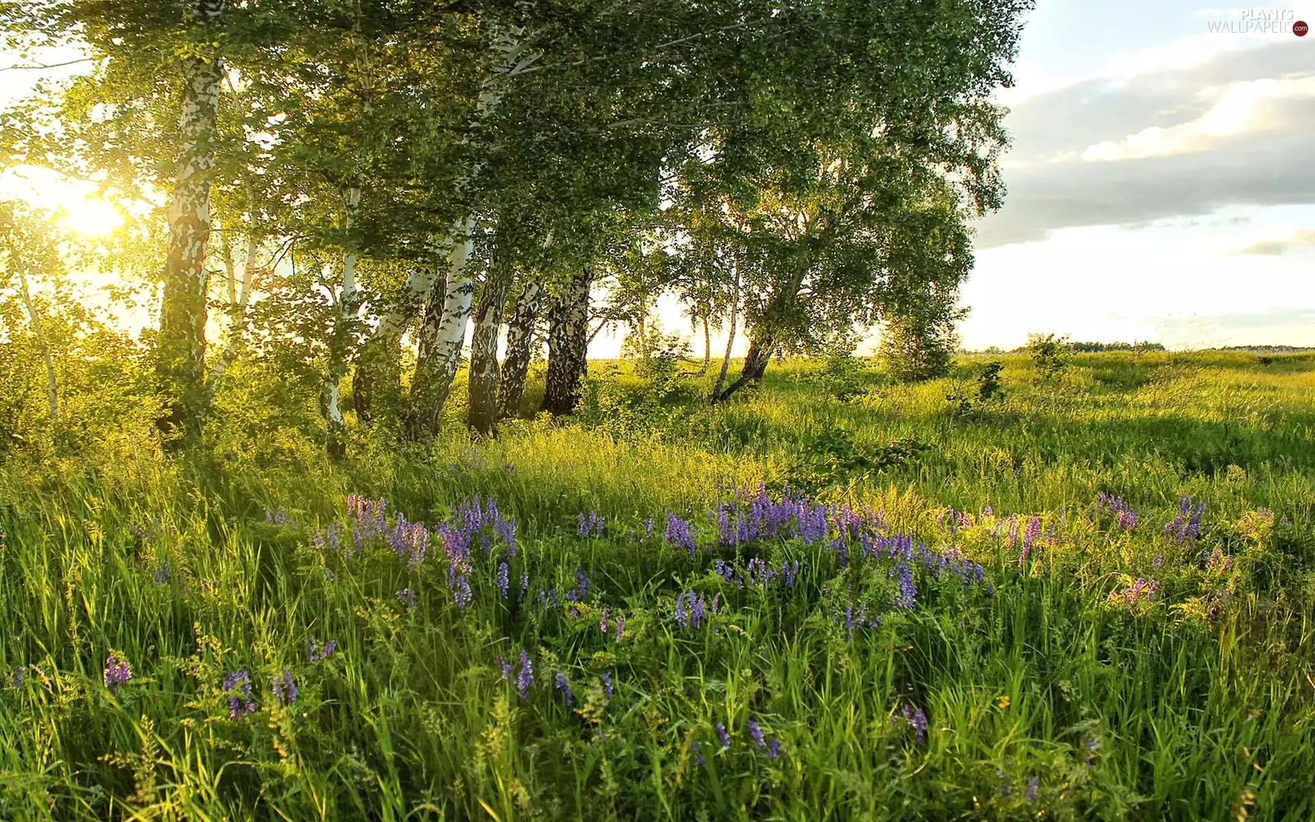 Meadow, viewes, birch, trees
