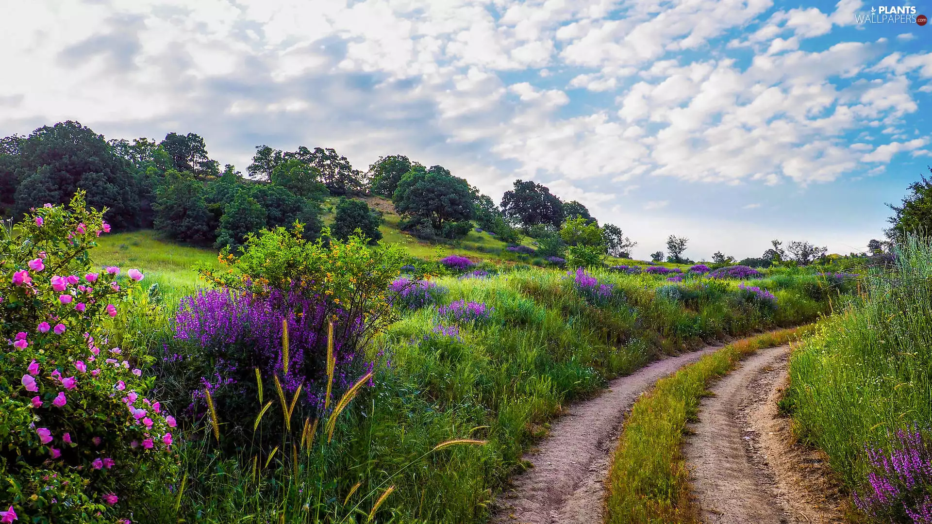 Flowers, Briar, Meadow, grass, viewes, Way, Field, trees