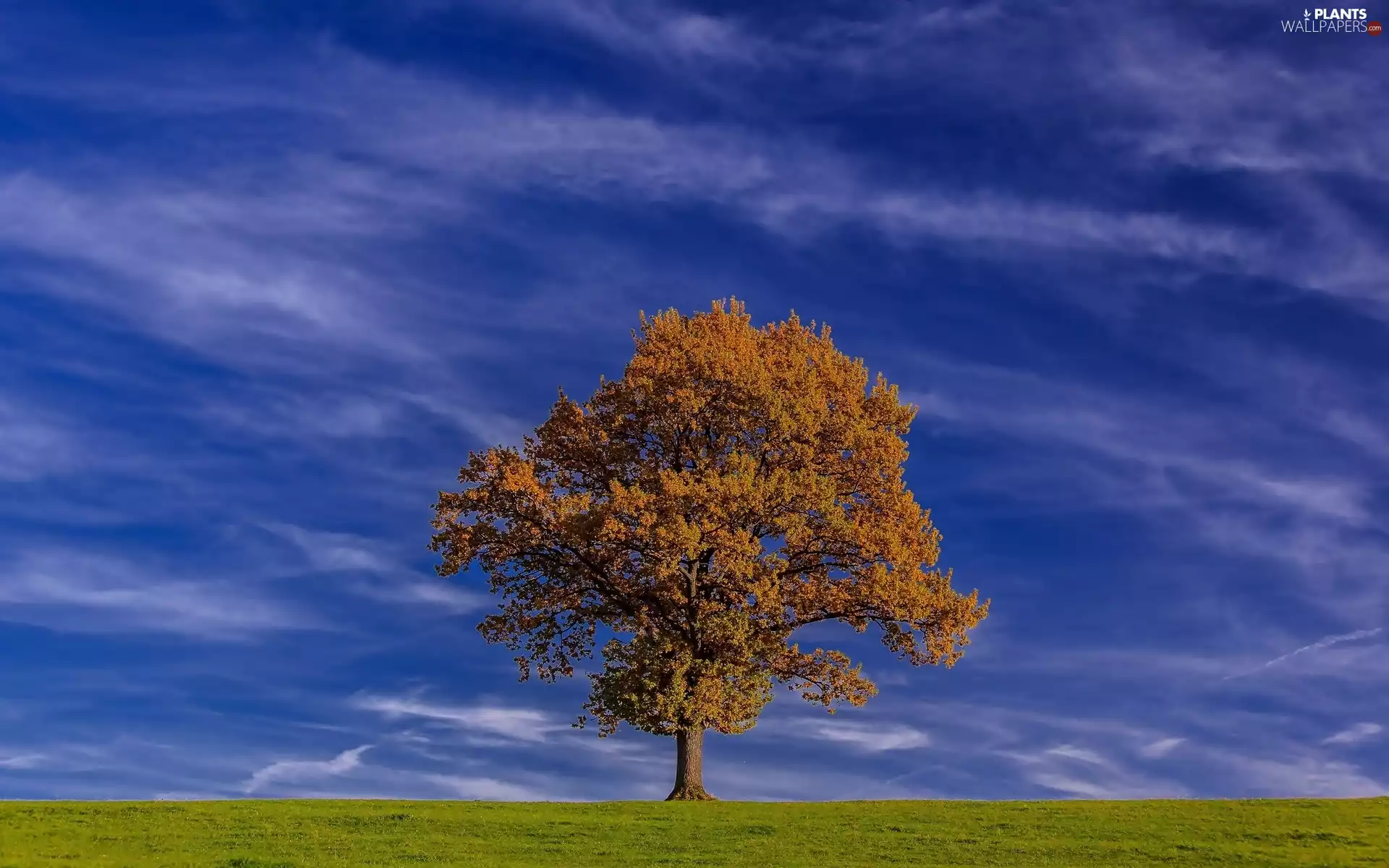 trees, clouds, Meadow