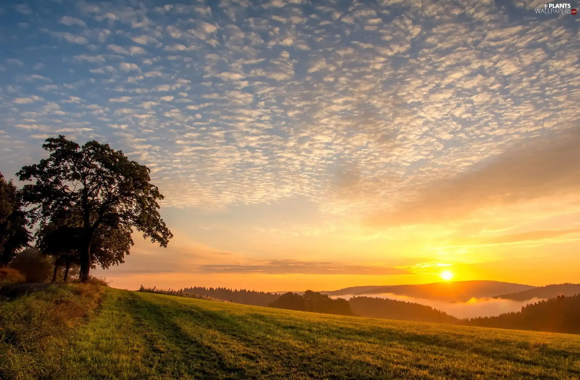 Great Sunsets, clouds, trees, viewes, Meadow
