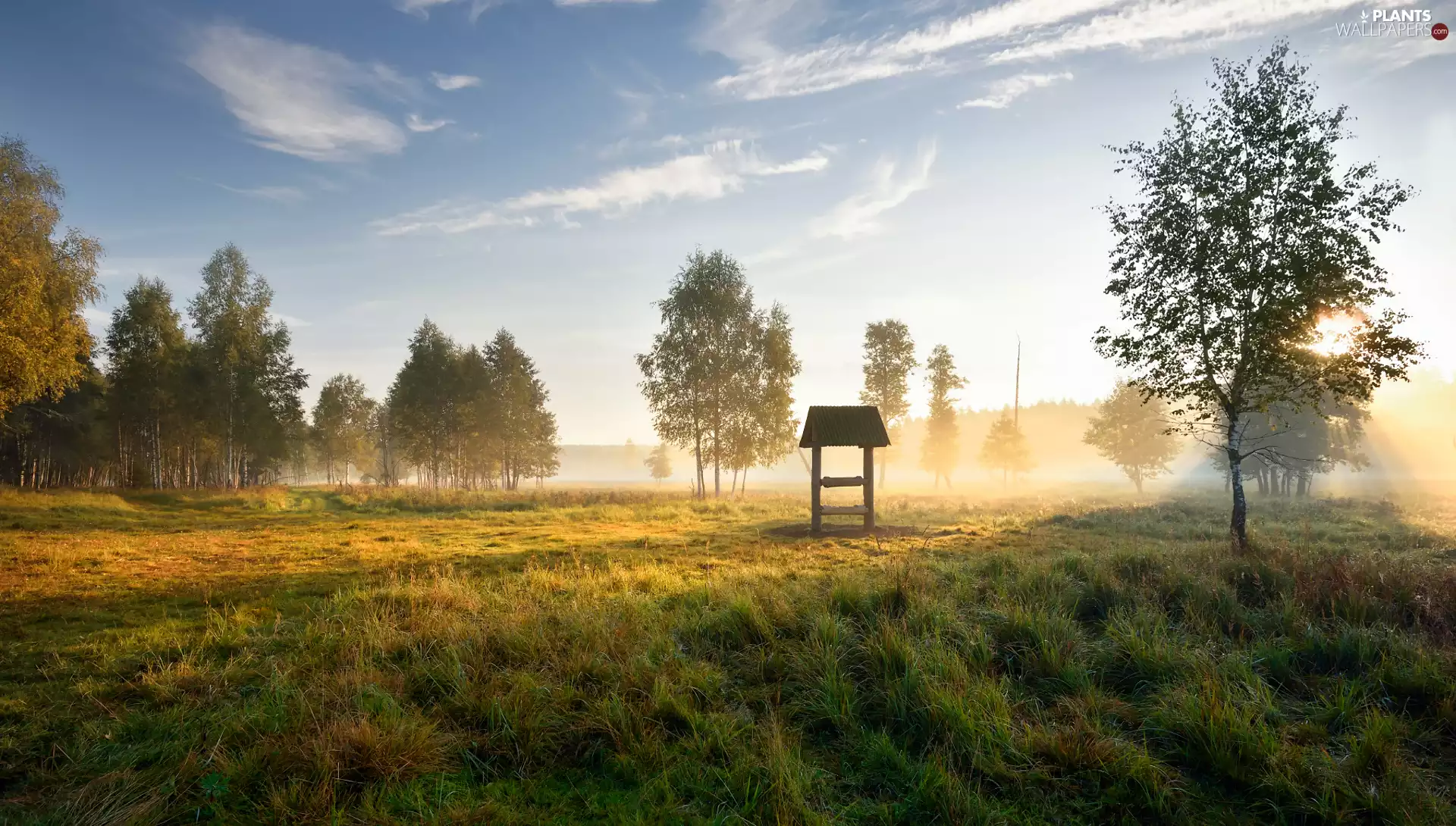 Meadow, viewes, Fog, trees