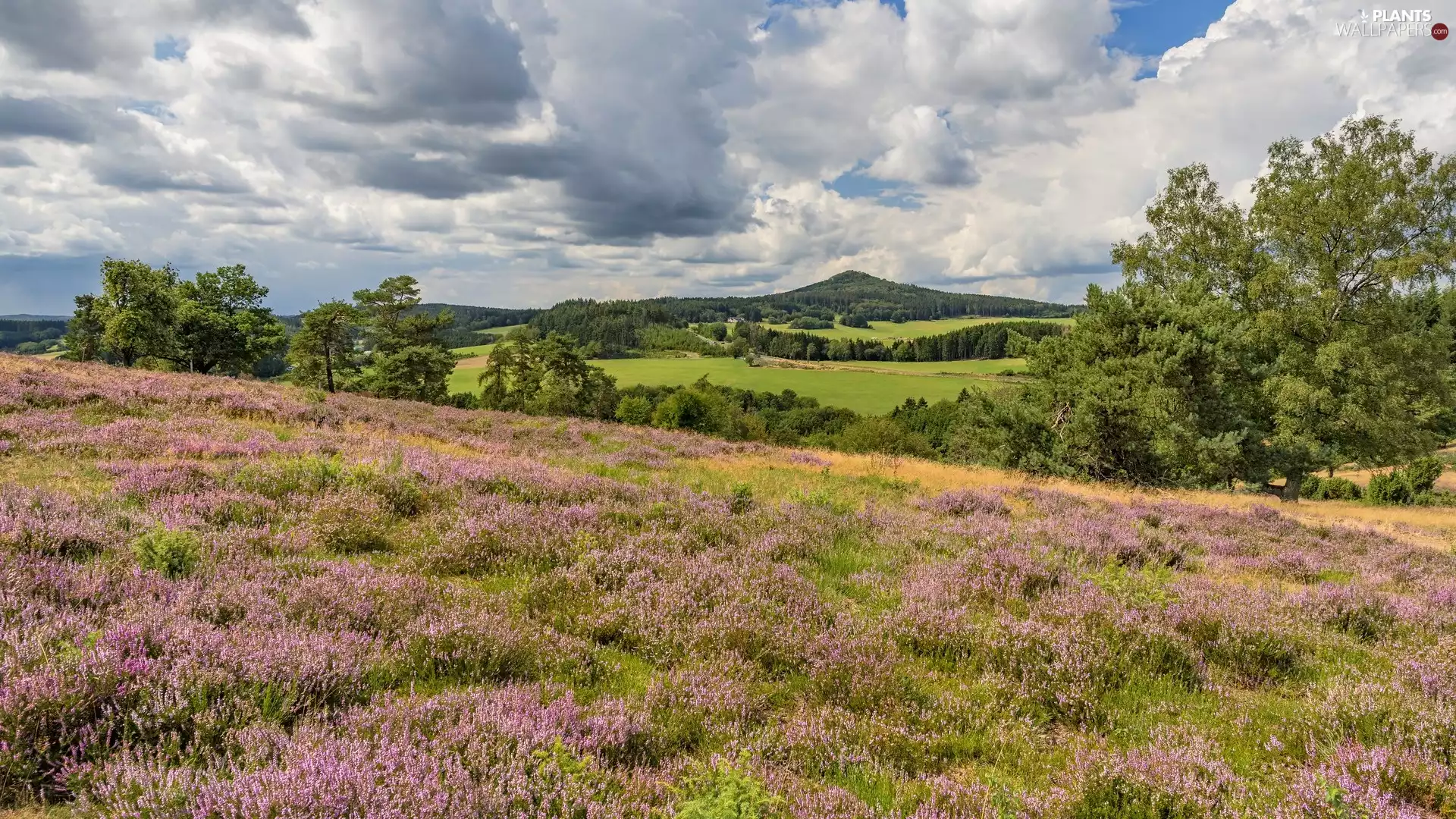 Meadow, viewes, heath, trees