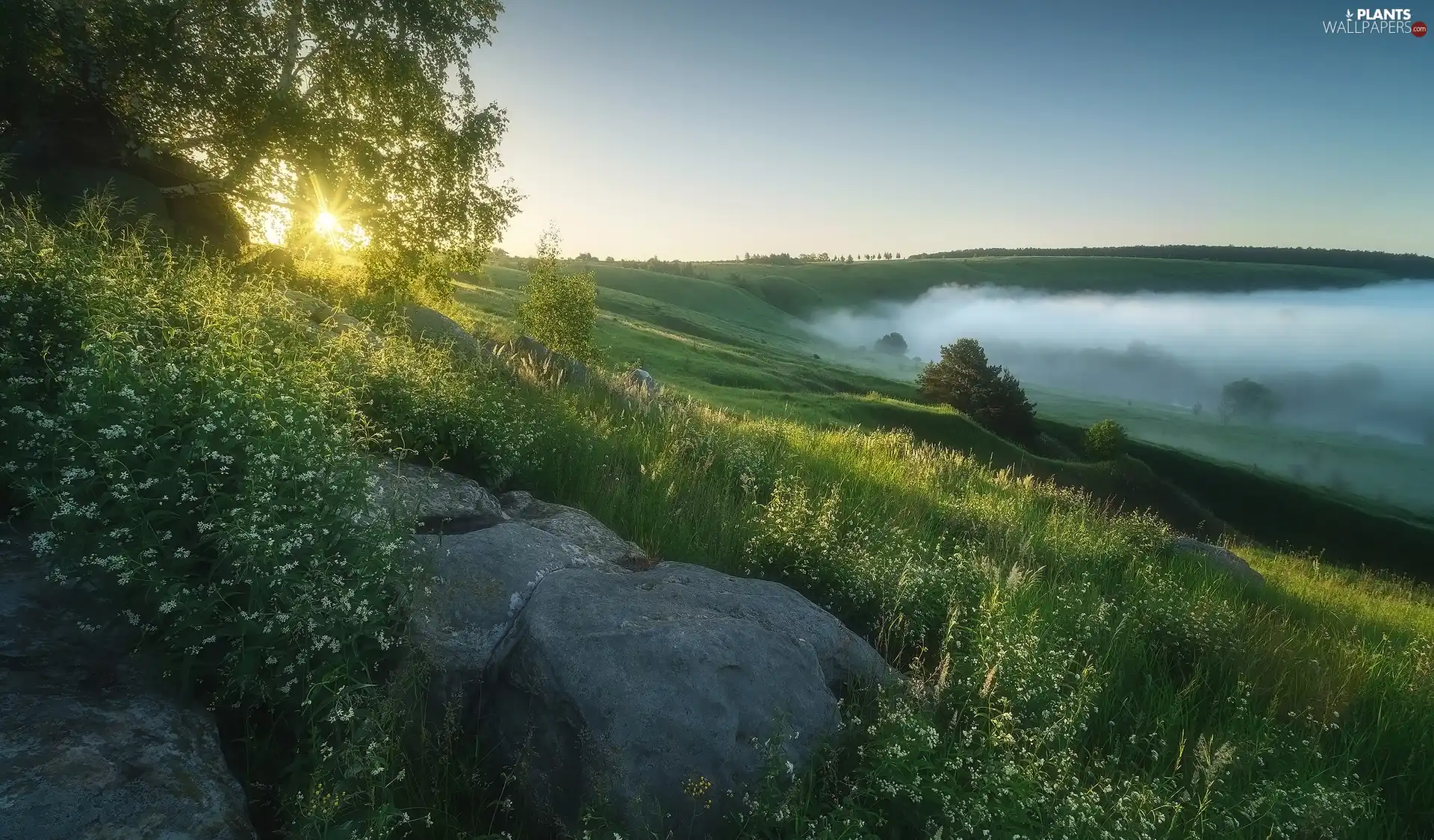 Hill, summer, Meadow, Stone, rays of the Sun, Fog, trees, viewes, stone