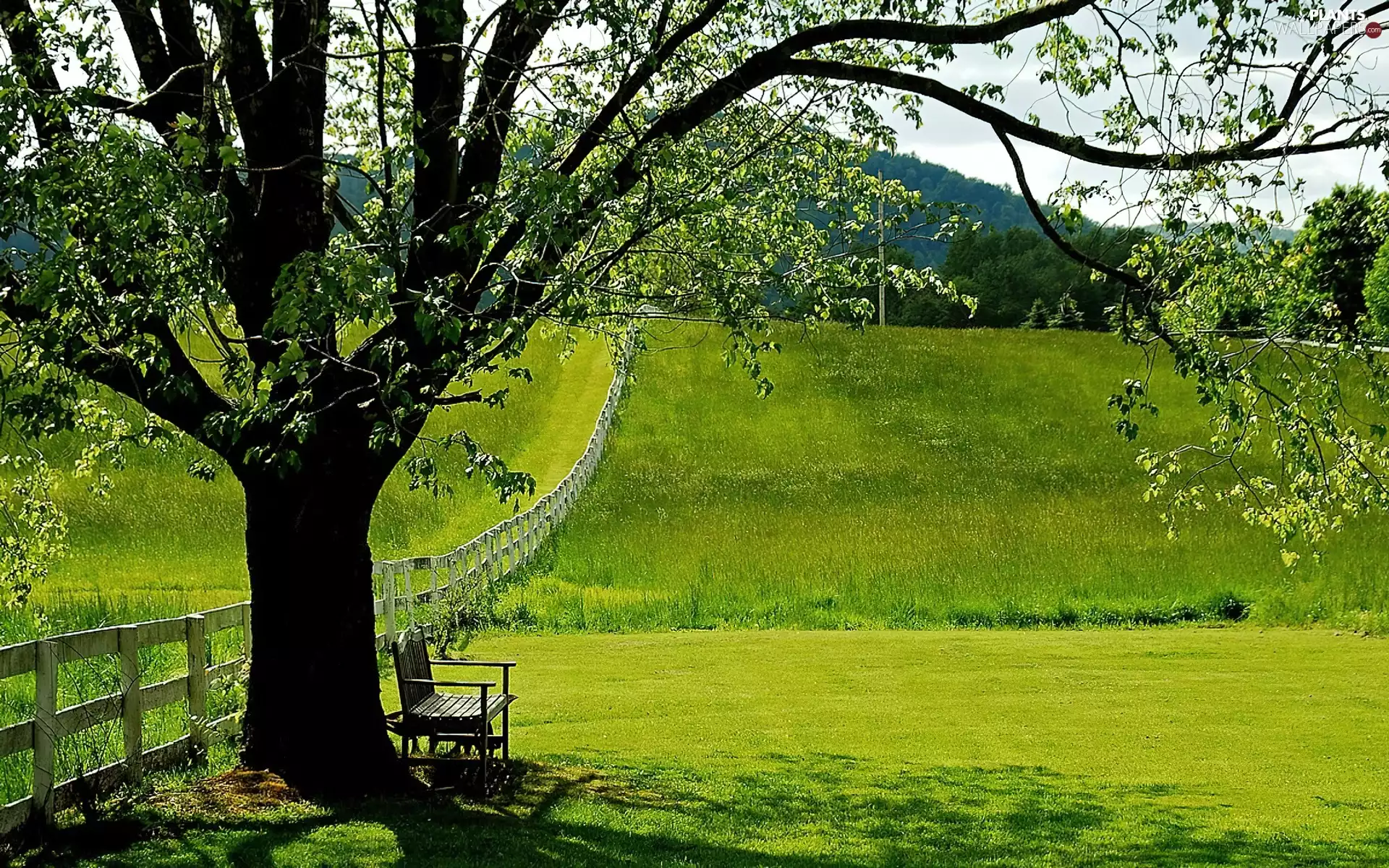 Meadow, Bench, Hurdle, trees