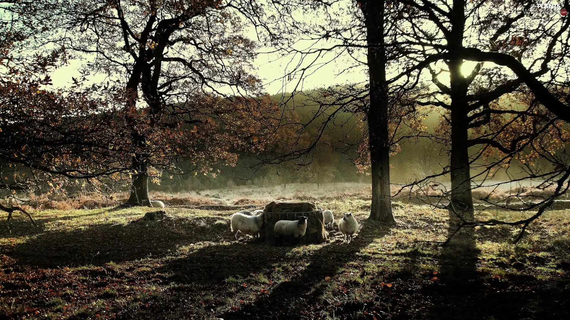 Meadow, viewes, Sheep, trees
