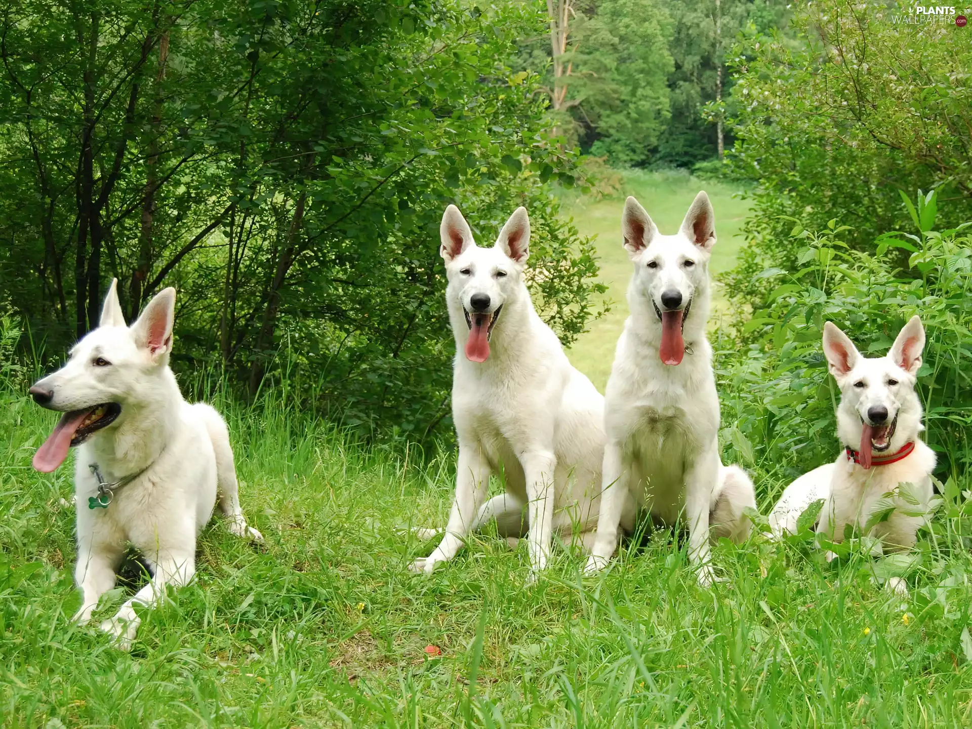 White Swiss Shepherd, trees, viewes, Meadow