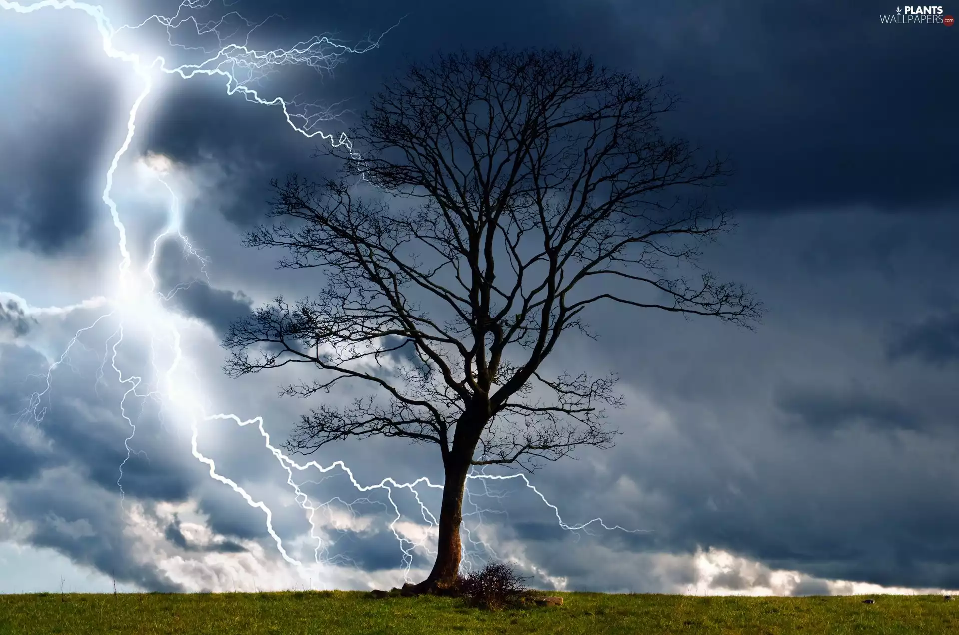 trees, Storm, Meadow