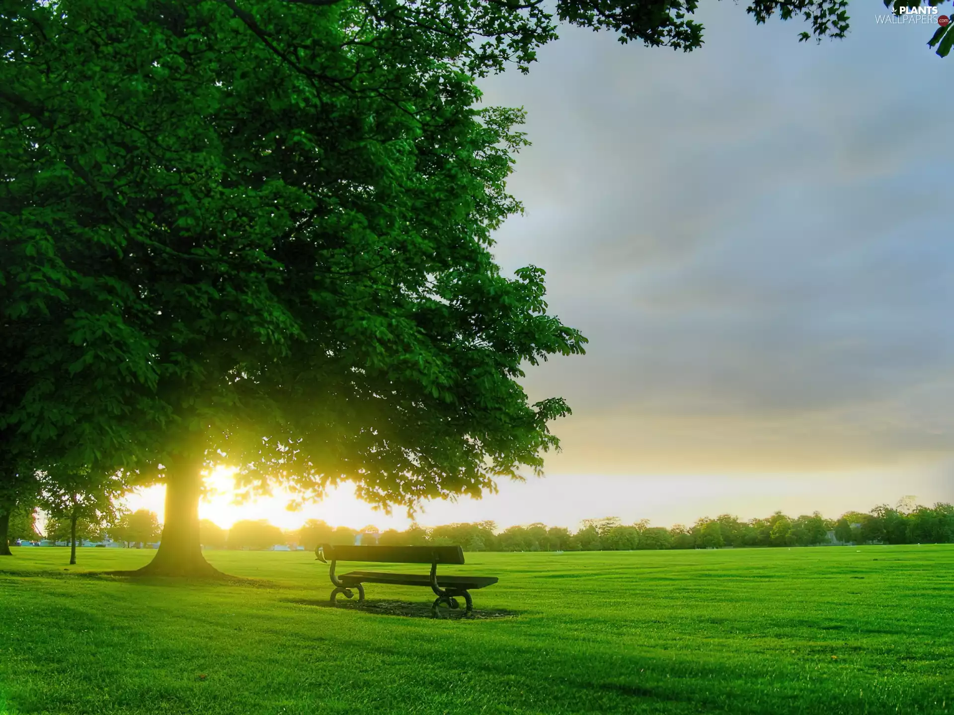 Meadow, Bench, Sunrise, trees
