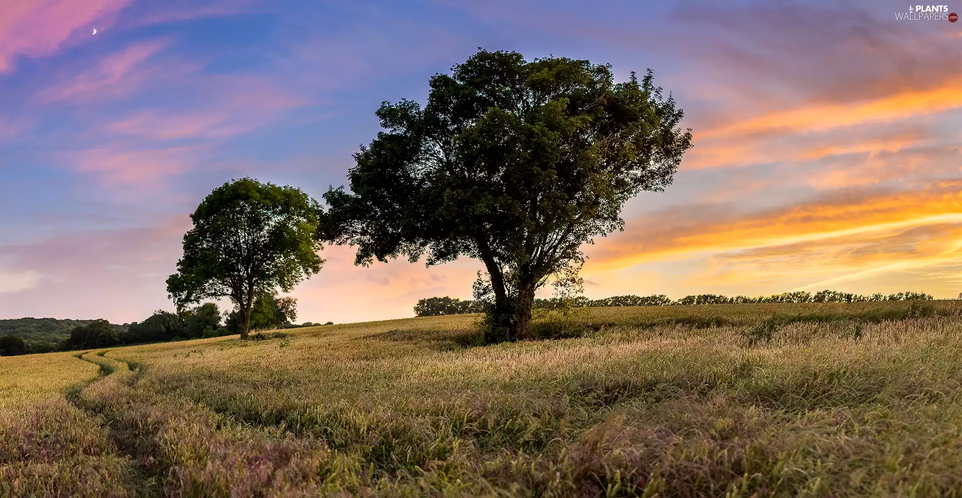 Meadow, viewes, Sunrise, trees