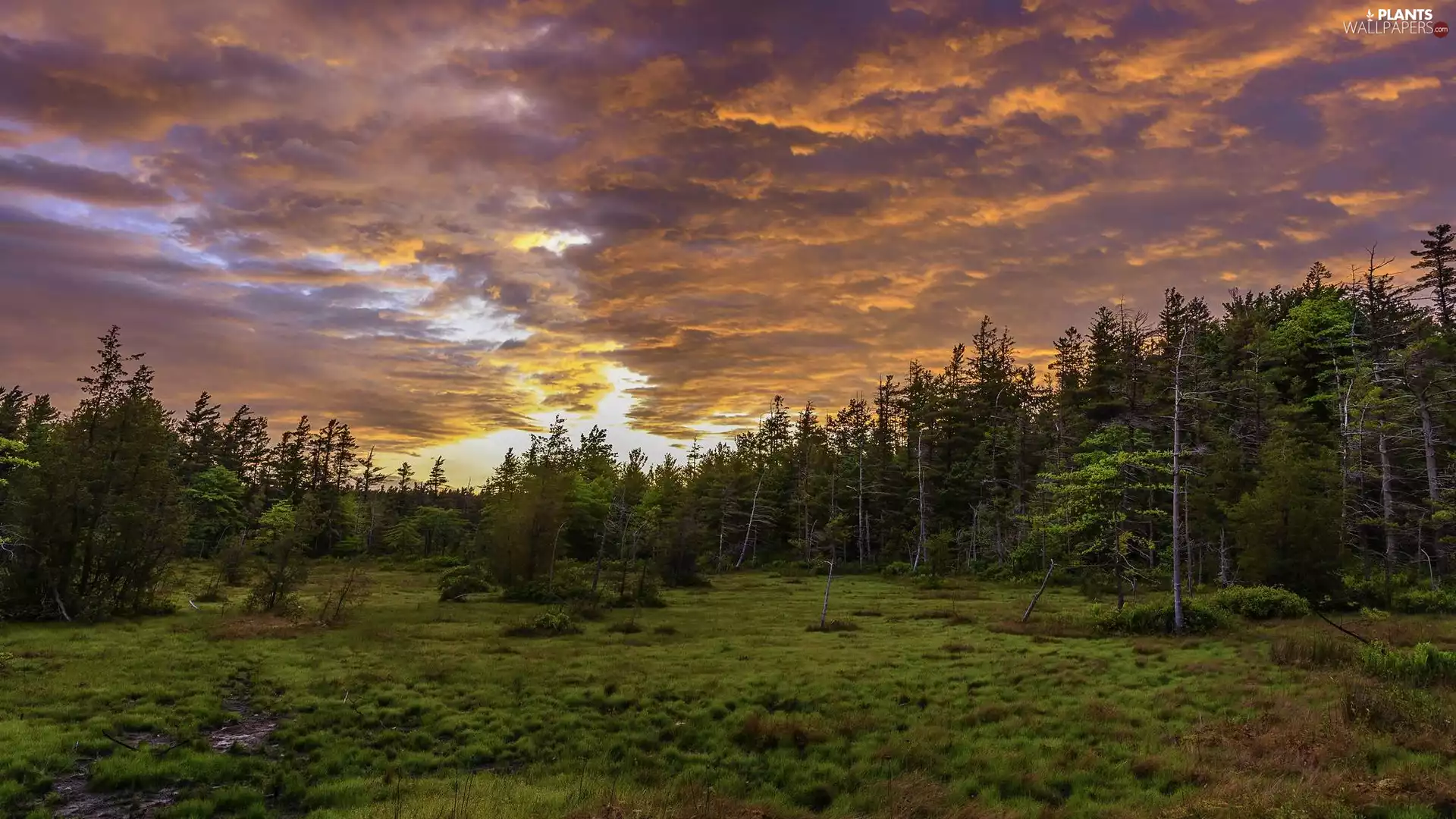 trees, color, pine, car in the meadow, viewes, Sky