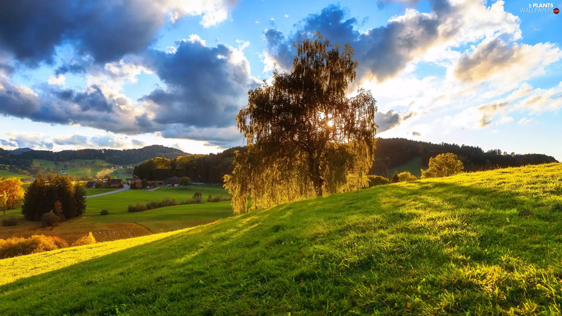 birch-tree, Meadow, The Hills, Houses, sun, trees