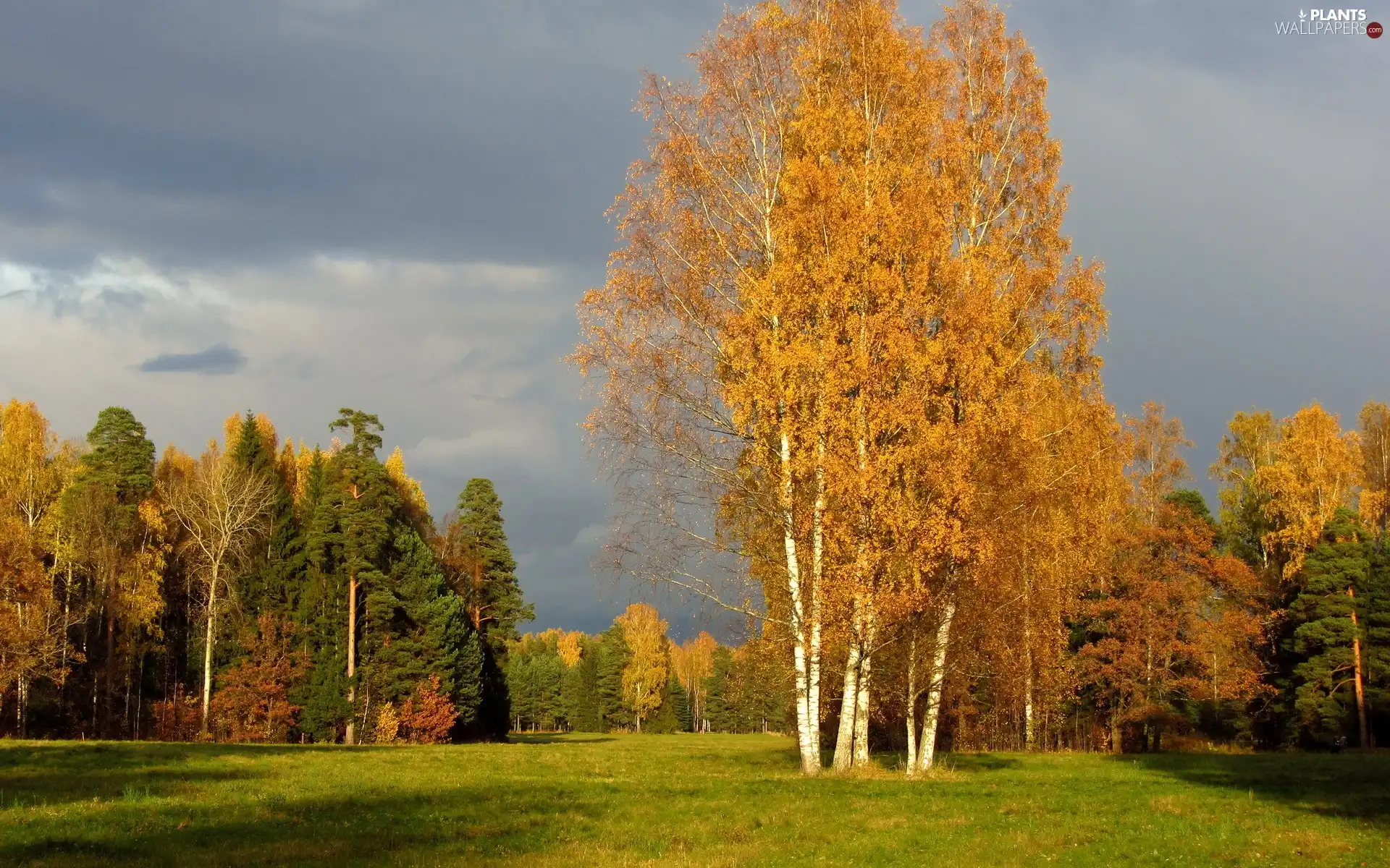 viewes, autumn, car in the meadow, trees, forest