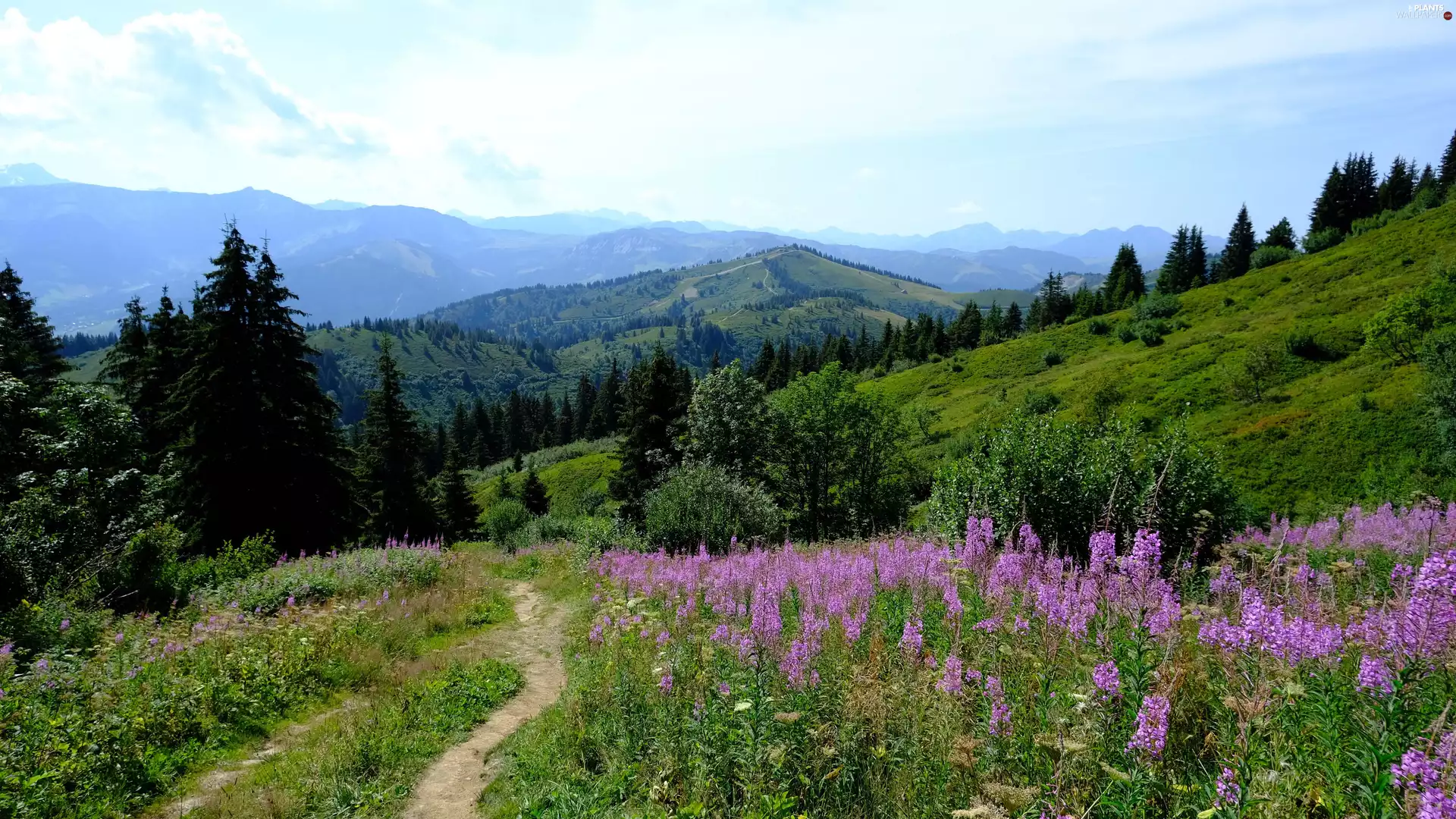 grass, Wildflowers, medows, Flowers, viewes, Path, Mountains, trees