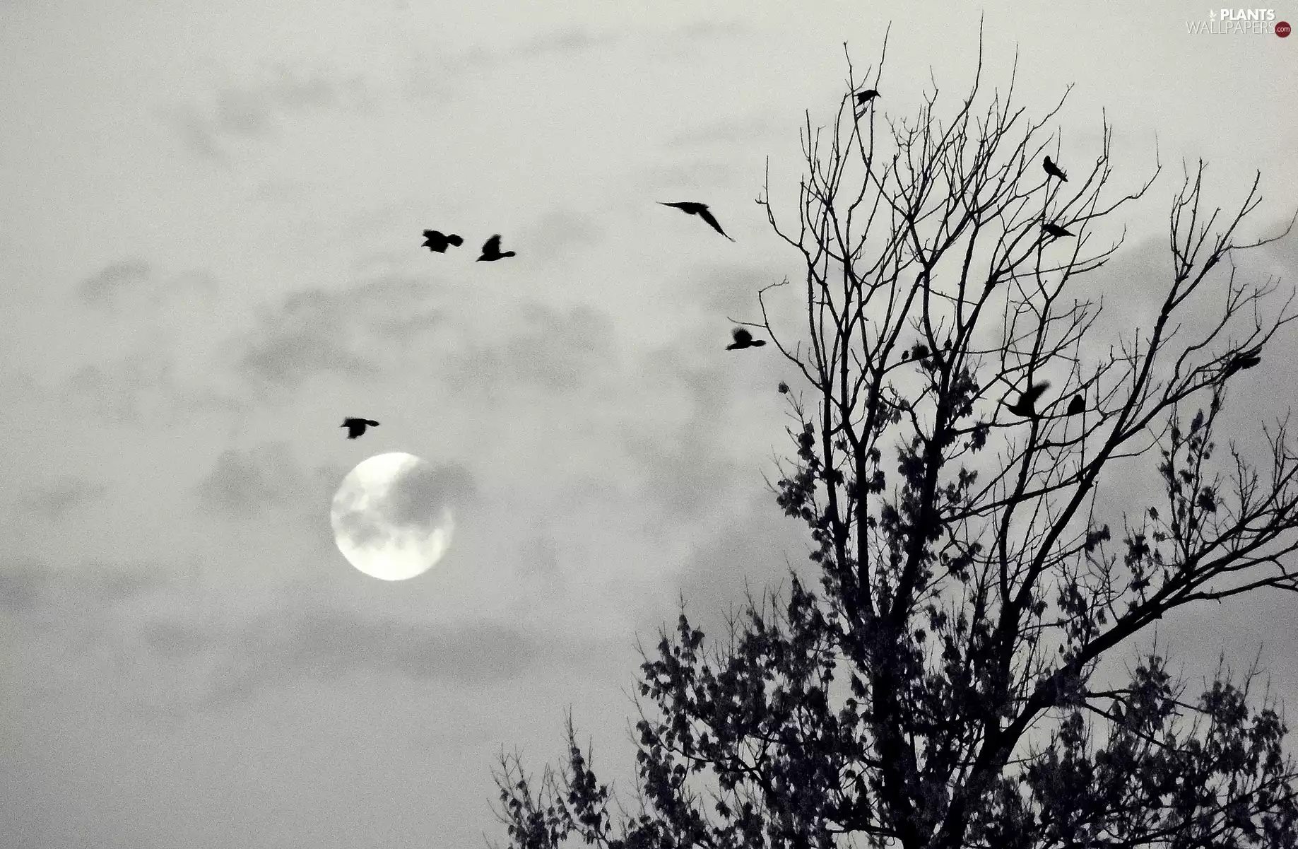moon, viewes, birds, trees