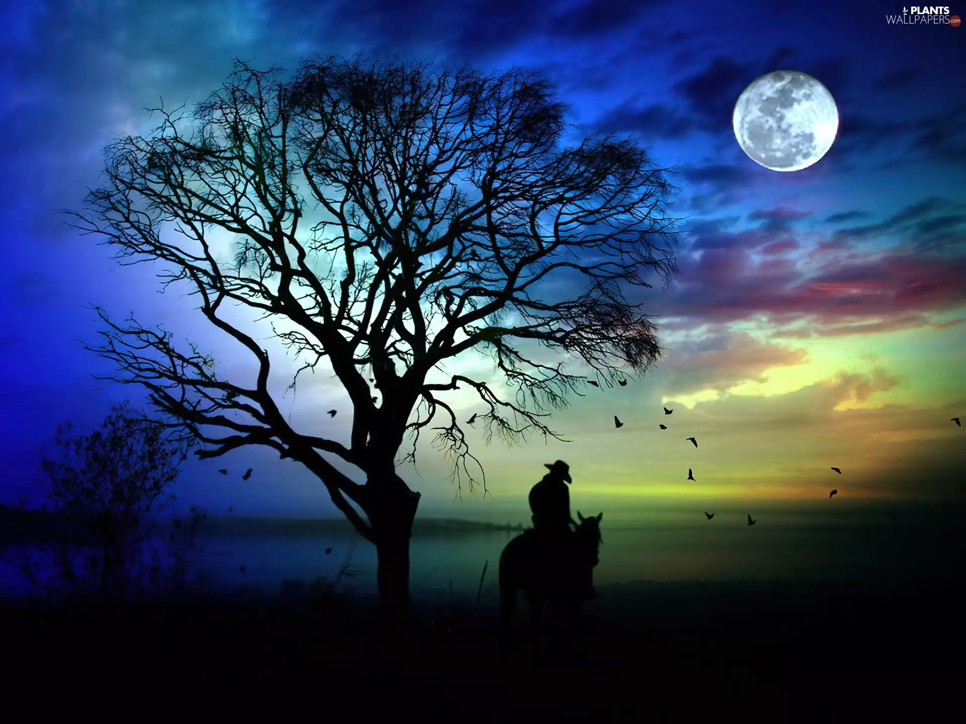 trees, rider, moon