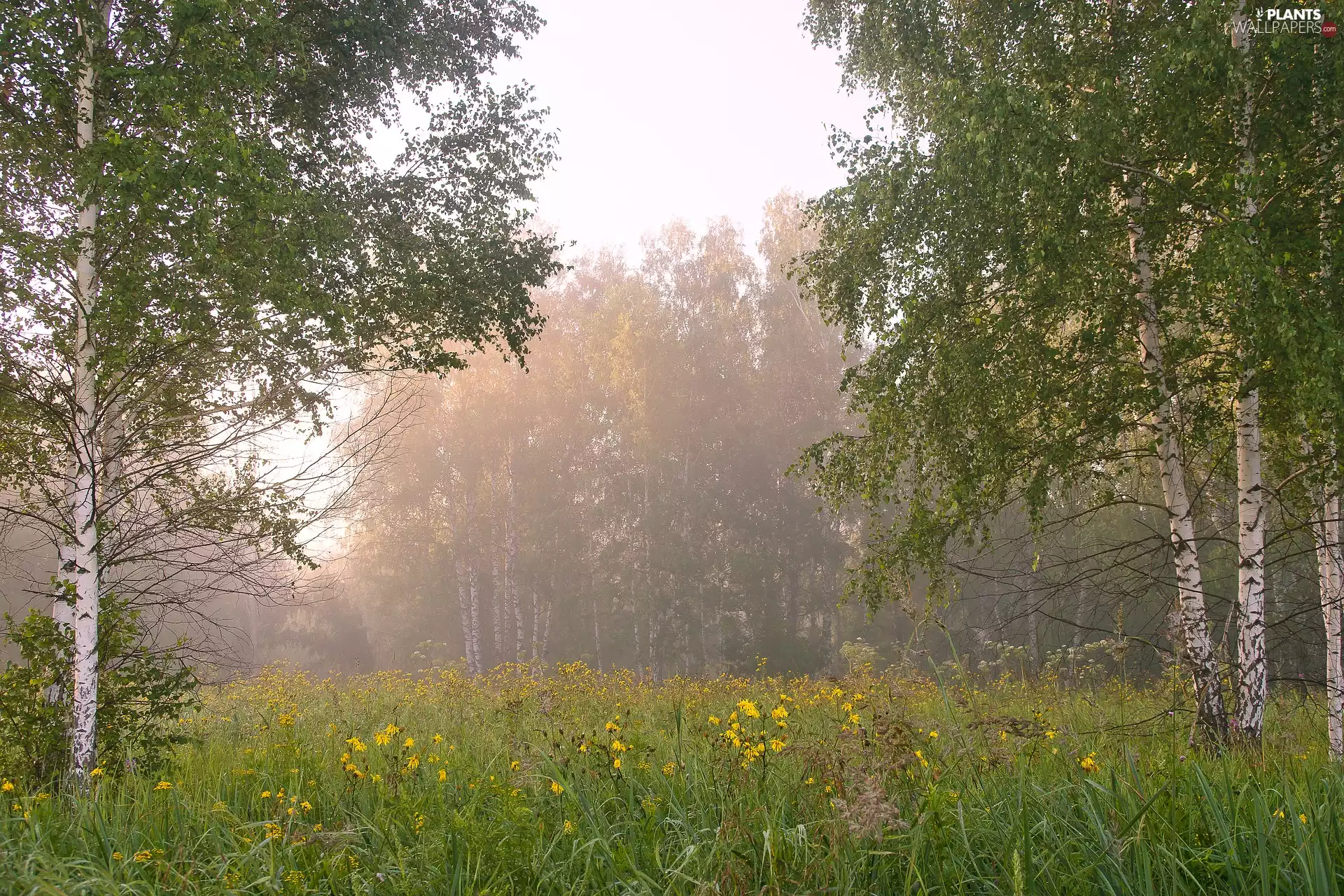 viewes, birch, morning, trees, Meadow, Fog, forest