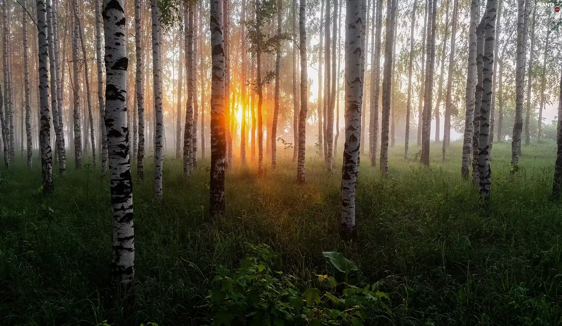 viewes, birch, morning, trees, forest, Sunrise, Plants