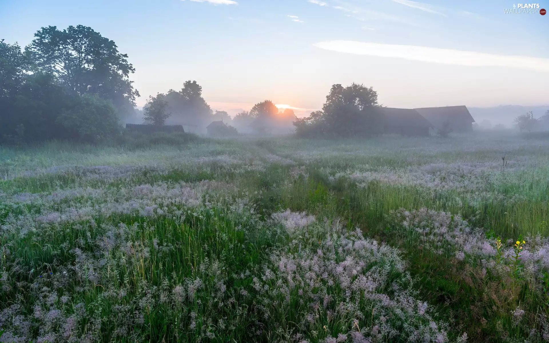 Fog, country, morning, Houses, viewes, Flowers, Meadow, trees