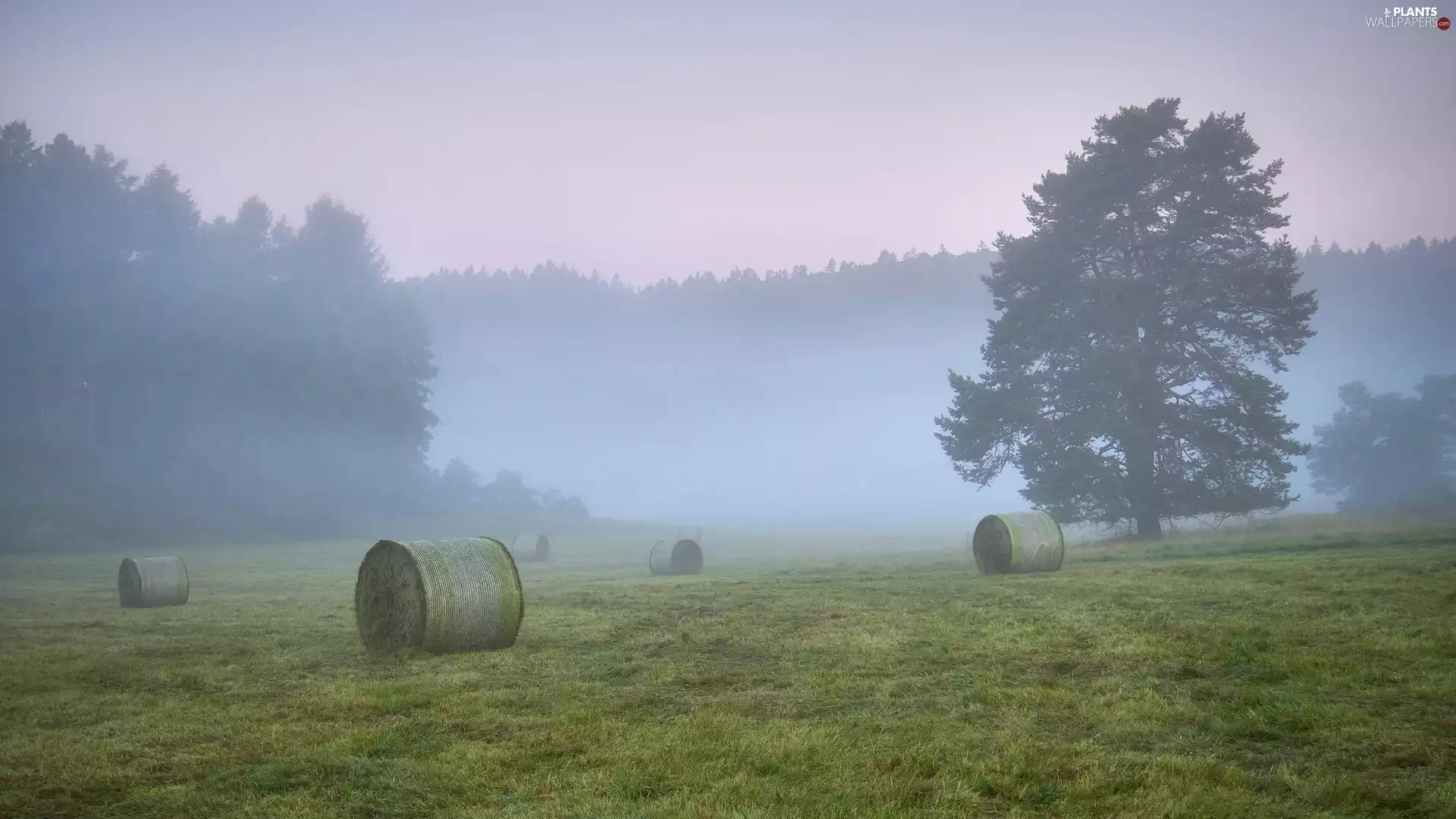 trees, viewes, morning, Fog, viewes, Bele, Field, trees